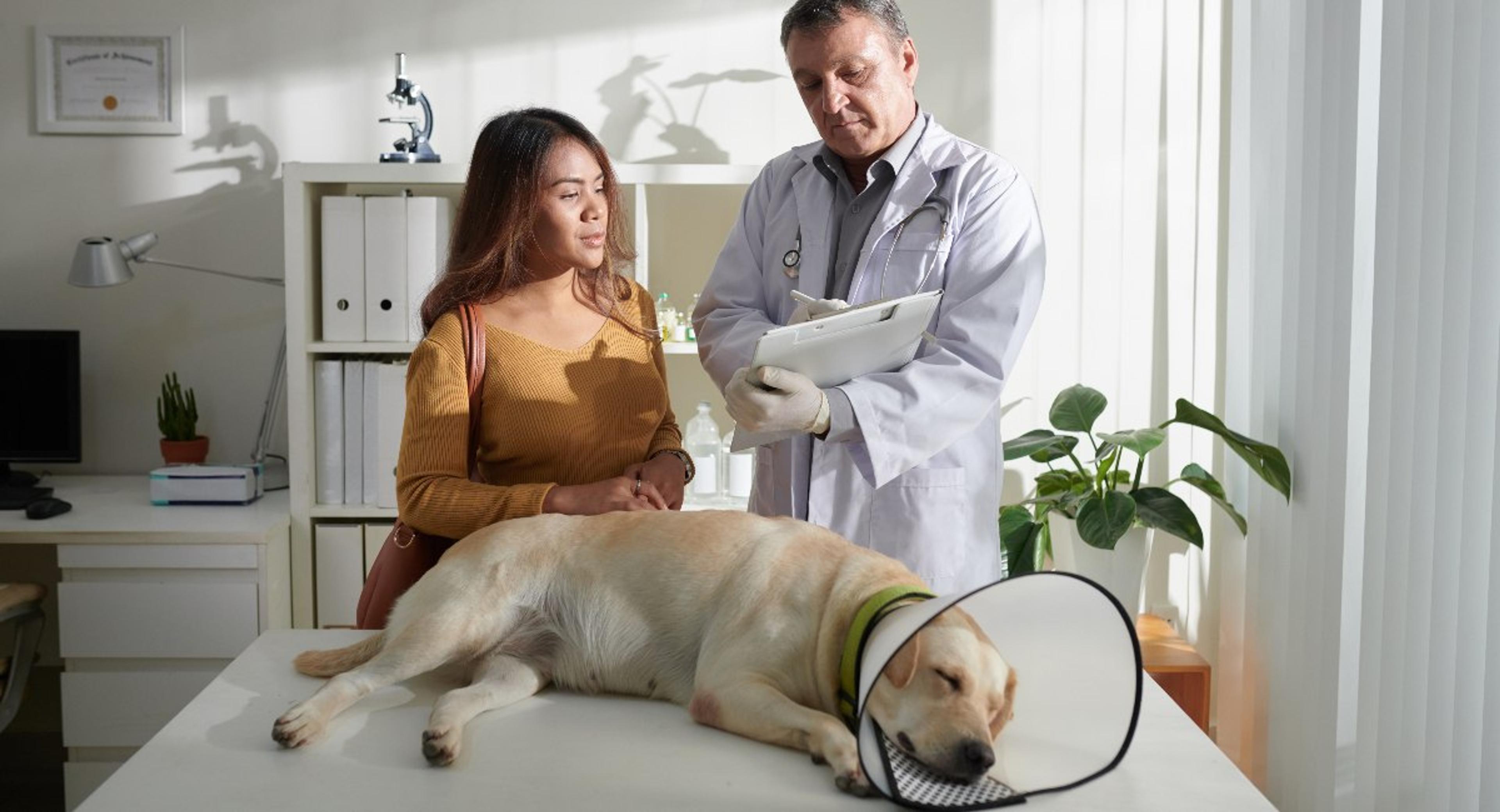 Dog Owner Visiting Veterinarian and using her comprehensive pet insurance 