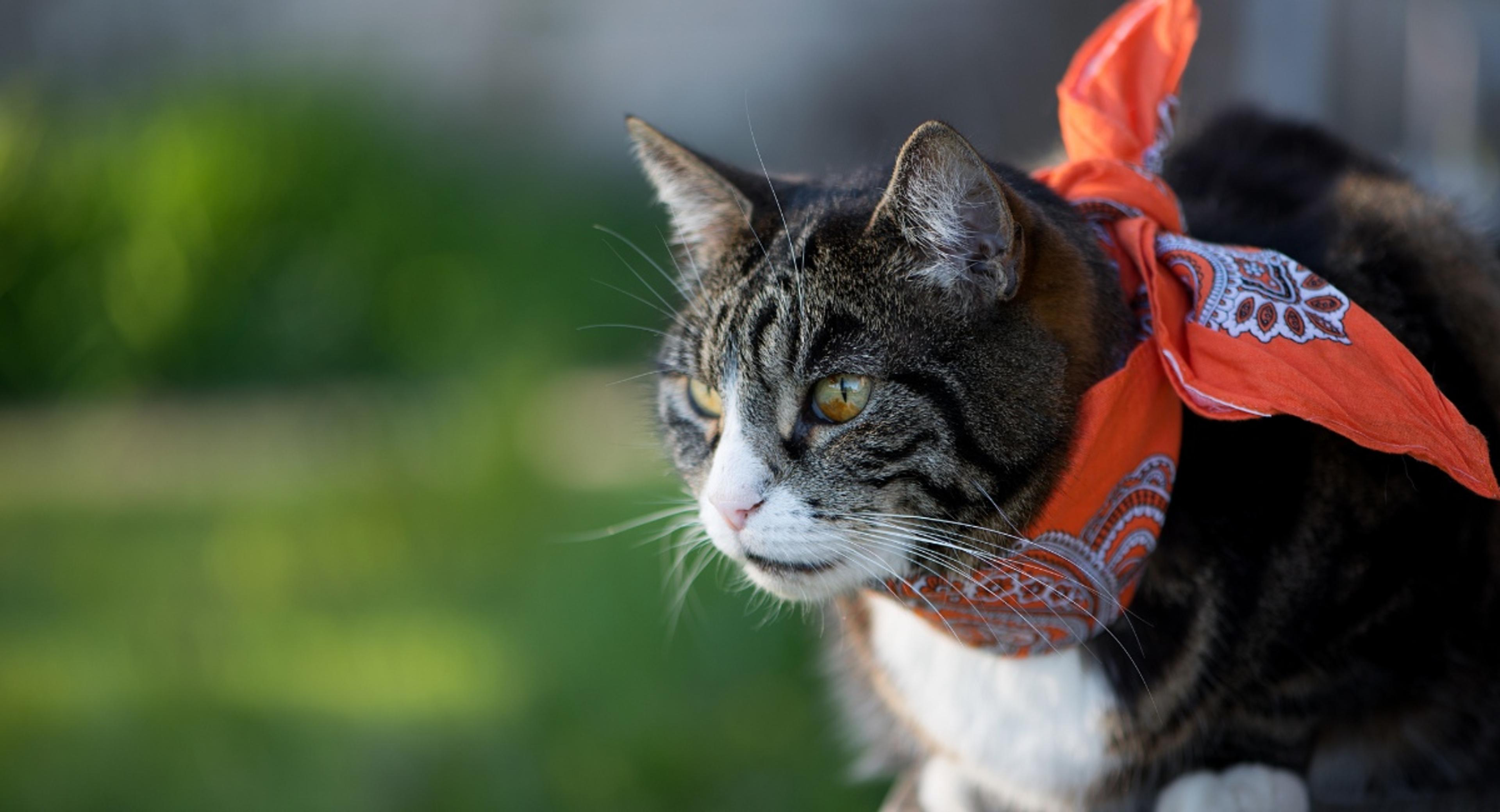 Distinguished senior cat with tabby markings wearing orange bandana showing the wise expression of older cats needing comprehensive pet insurance for aging pets