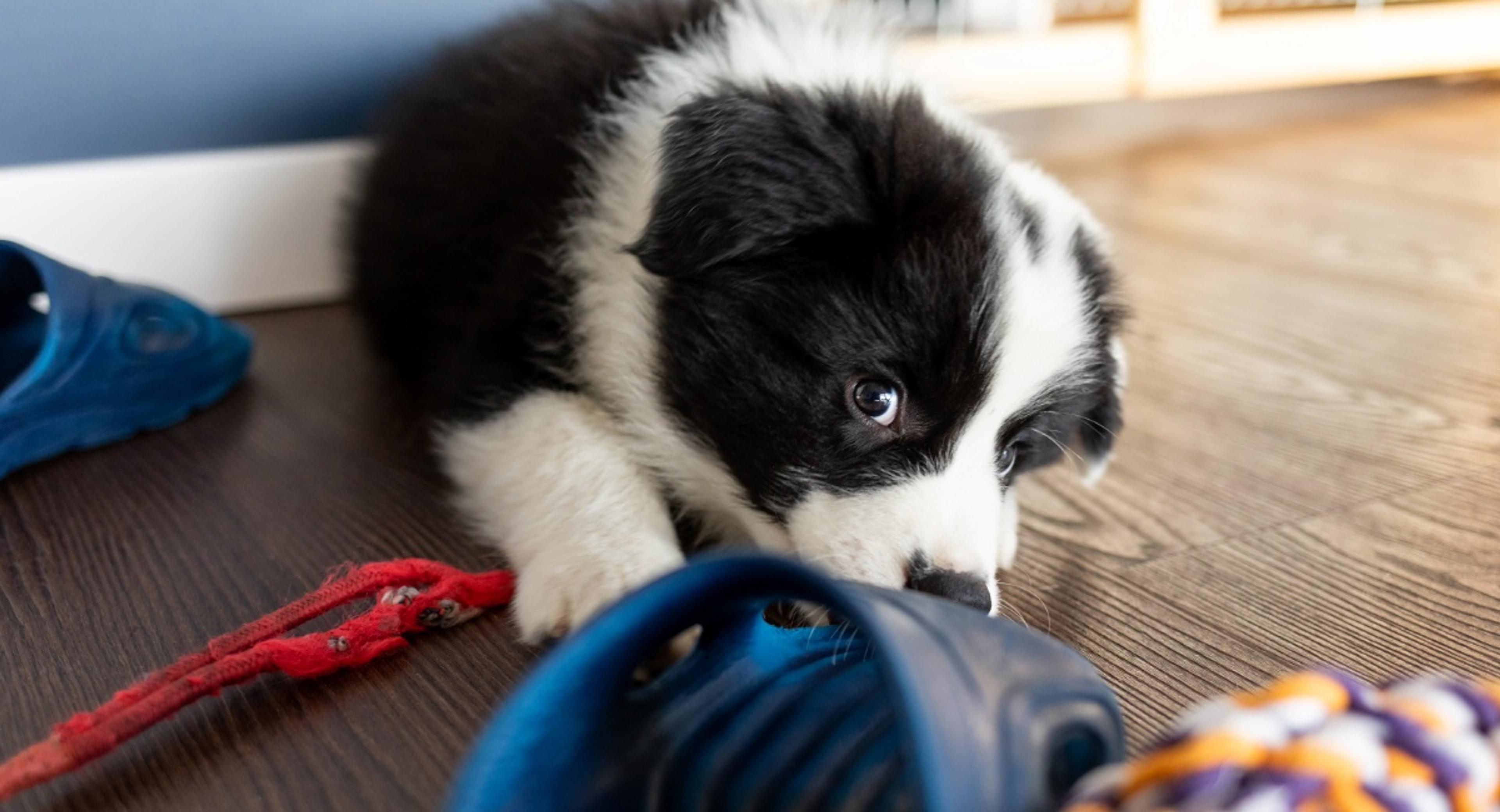 Black and white Border Collie puppy chewing on shoes and colorful toys on wooden floor, showing active puppy lifestyle that benefits from insurance protection