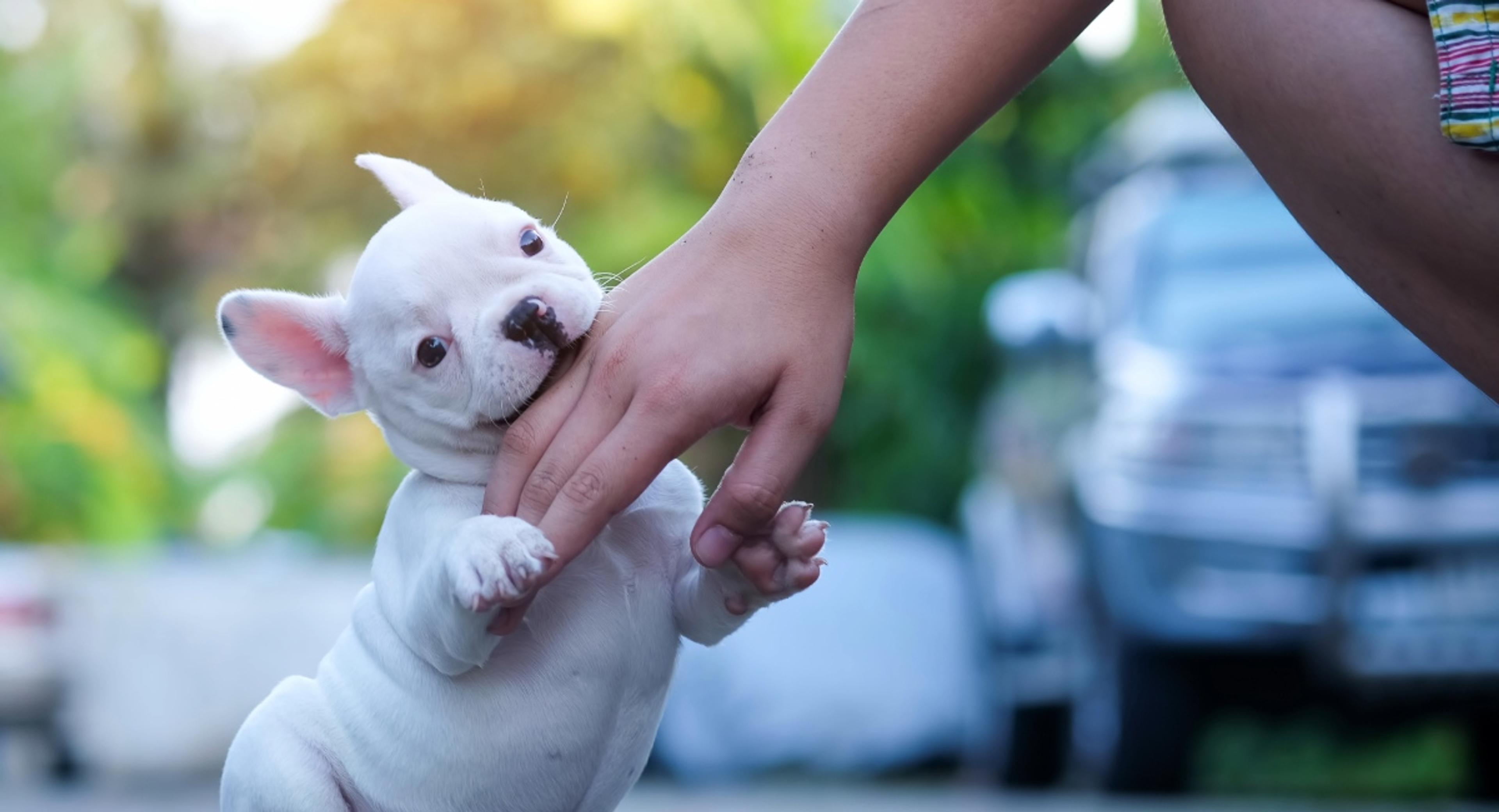 Small white French Bulldog puppy being petted by human hands, representing the loving care owners want to provide their pets
