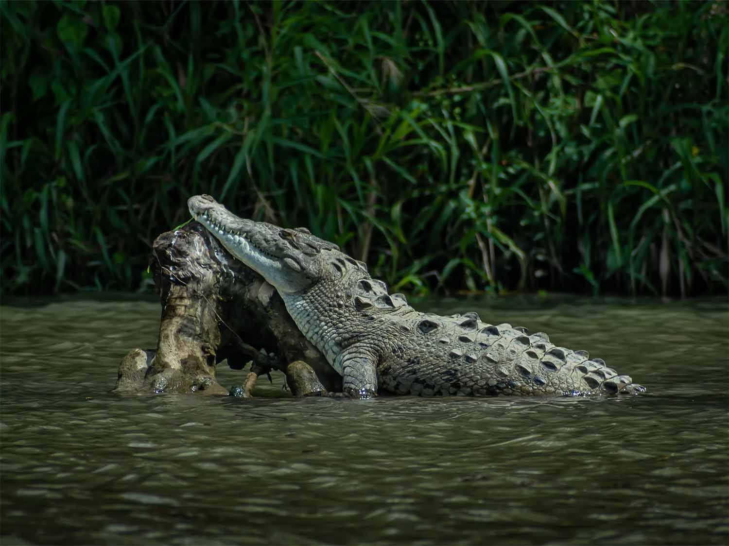 Canals in Tortuguero