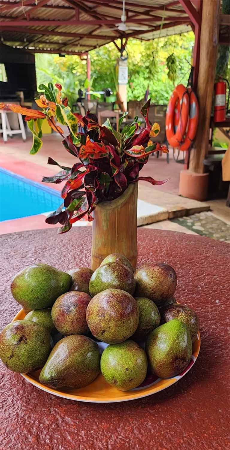 Fresh avocados from the garden at Blessed House