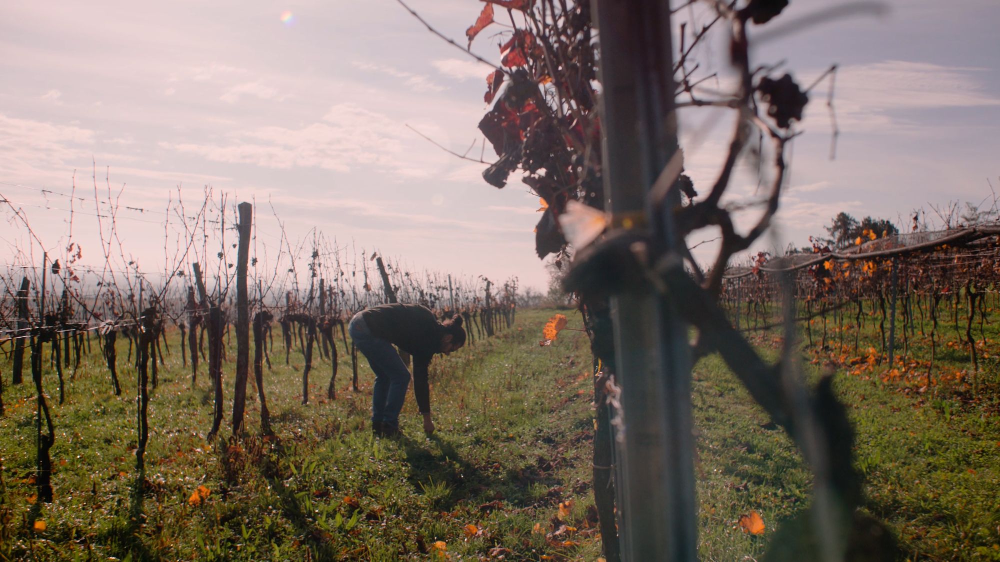 Branded Vineyard Farm