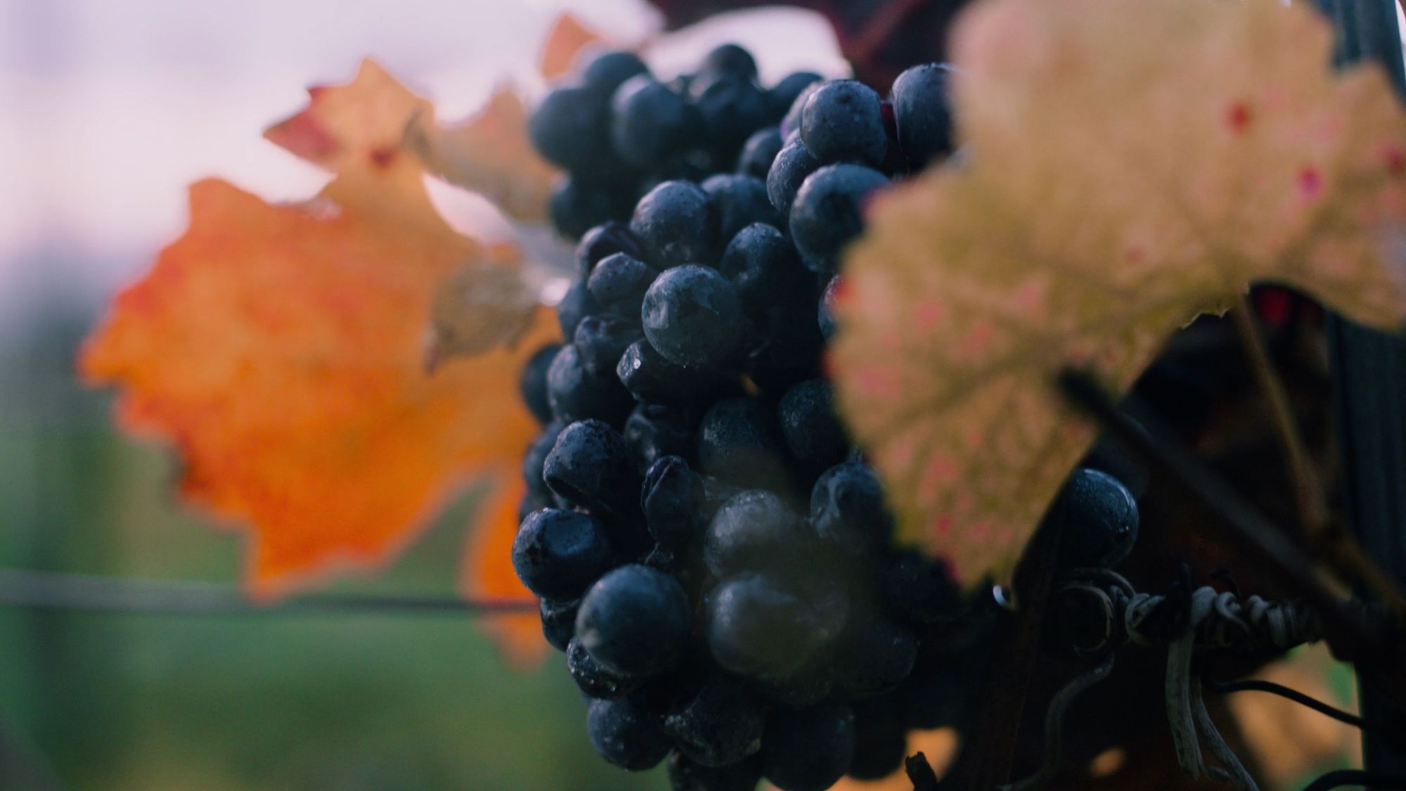 Wine Commercial, Still