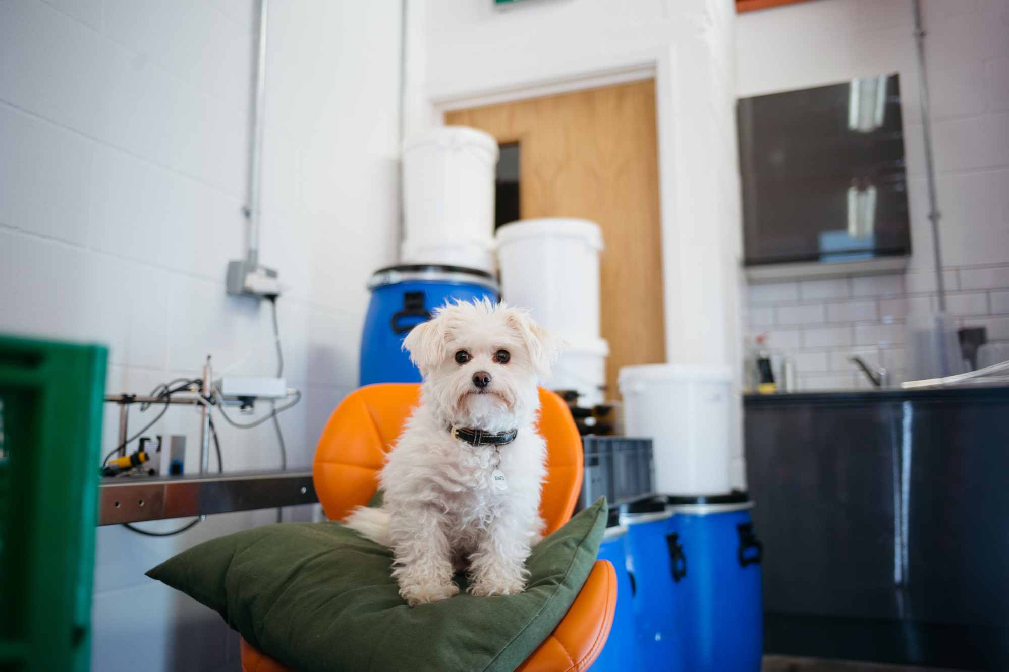 Photography - Dog