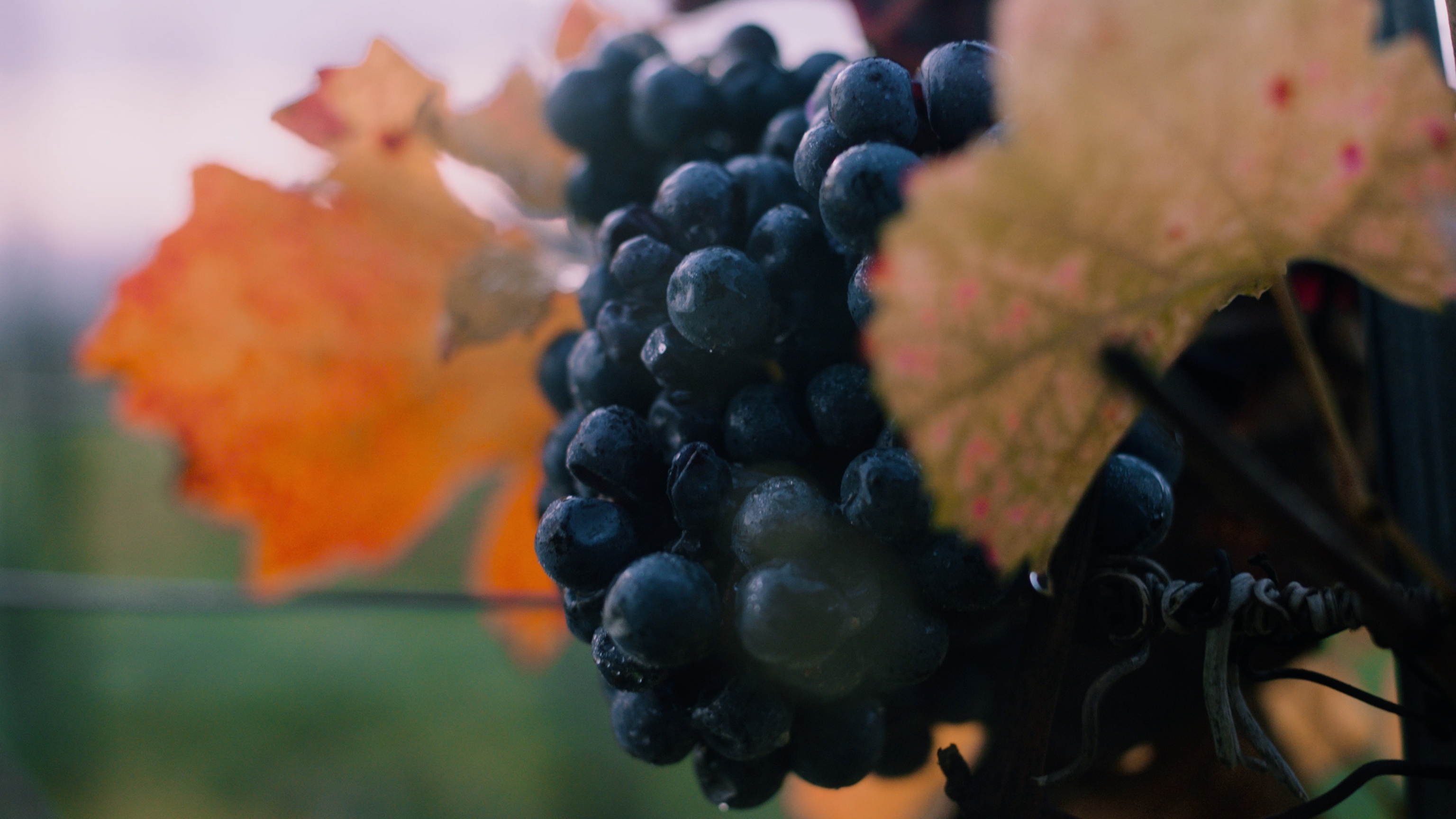 Natural Wine Photography
