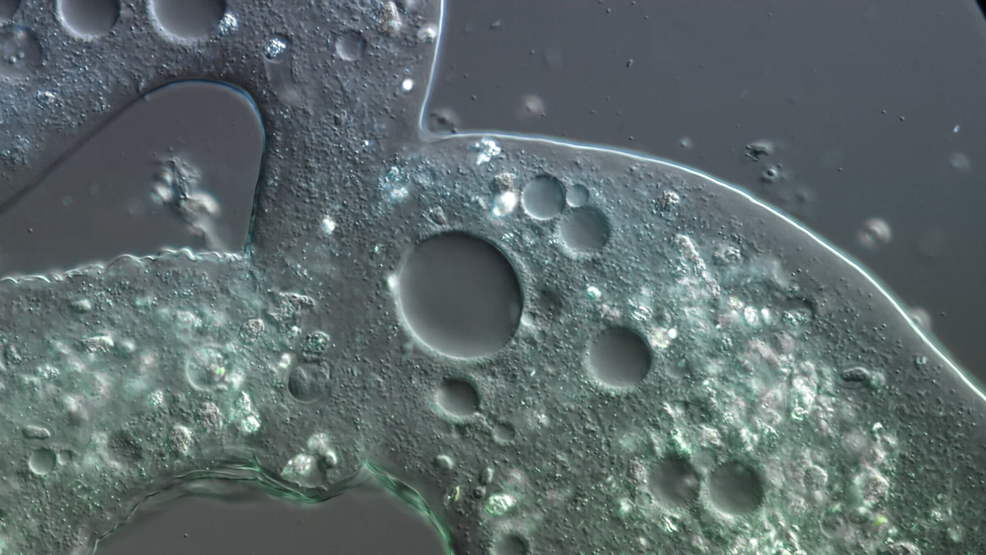 Isomorphic_Labs_Microscope_Imagery