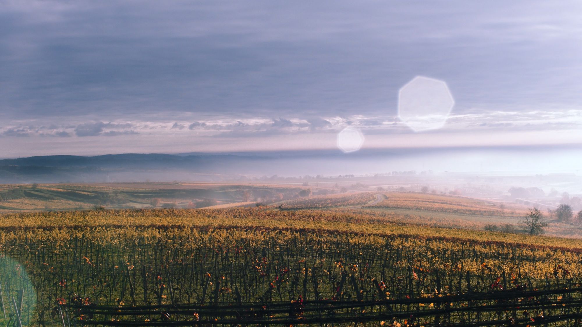 Troupe Wine Vineyard Film