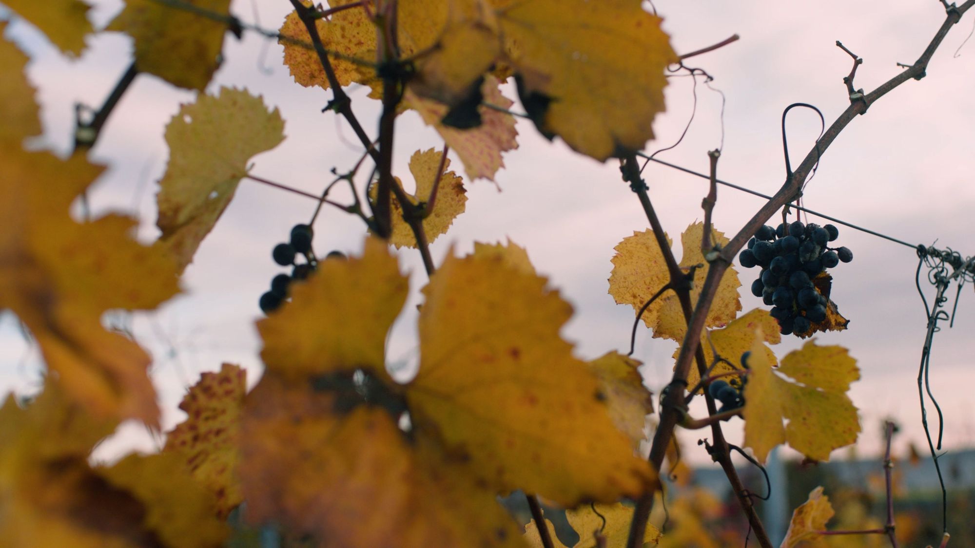 Vineyard Photography London