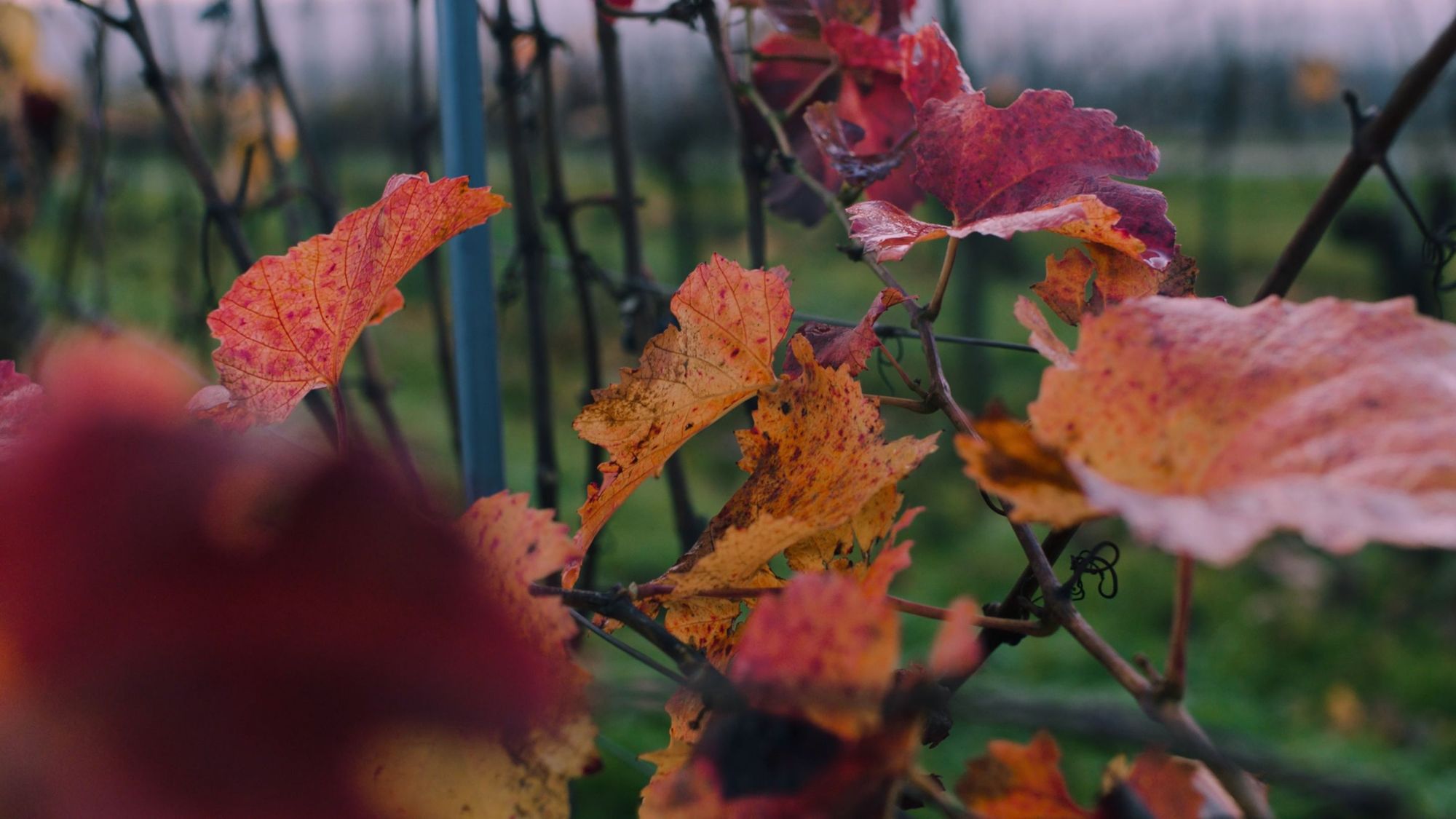 Vineyard Commercial Production