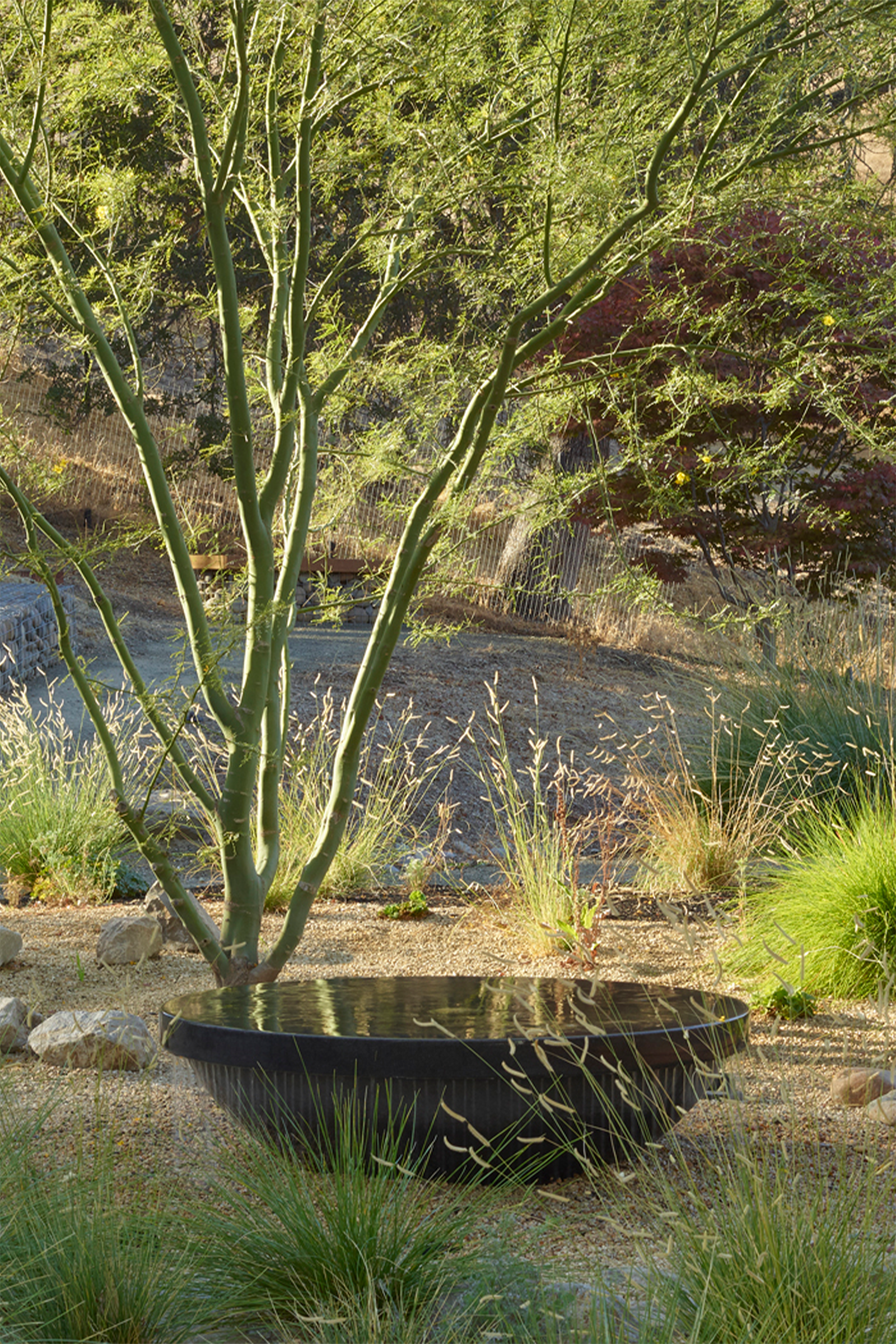 A large black concrete water feature with curved base and shallow basin beneath a palo verde tree, surrounded by grasses and rocks in a desert garden next to a flowing river.