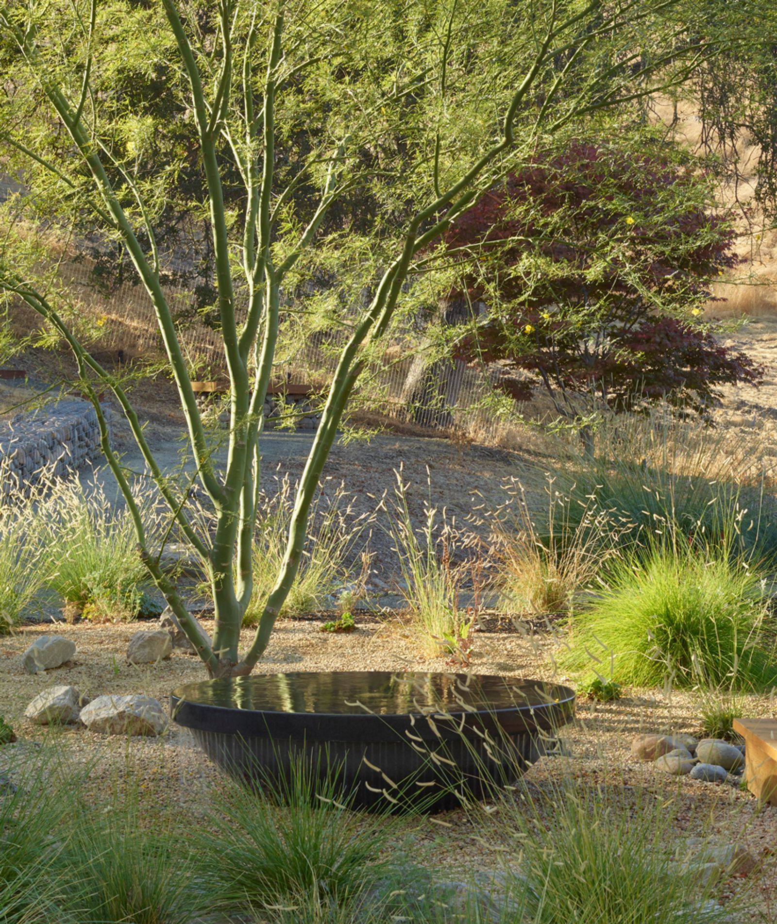 A large black concrete water feature with curved base and shallow basin beneath a palo verde tree, surrounded by grasses and rocks in a desert garden next to a flowing river.