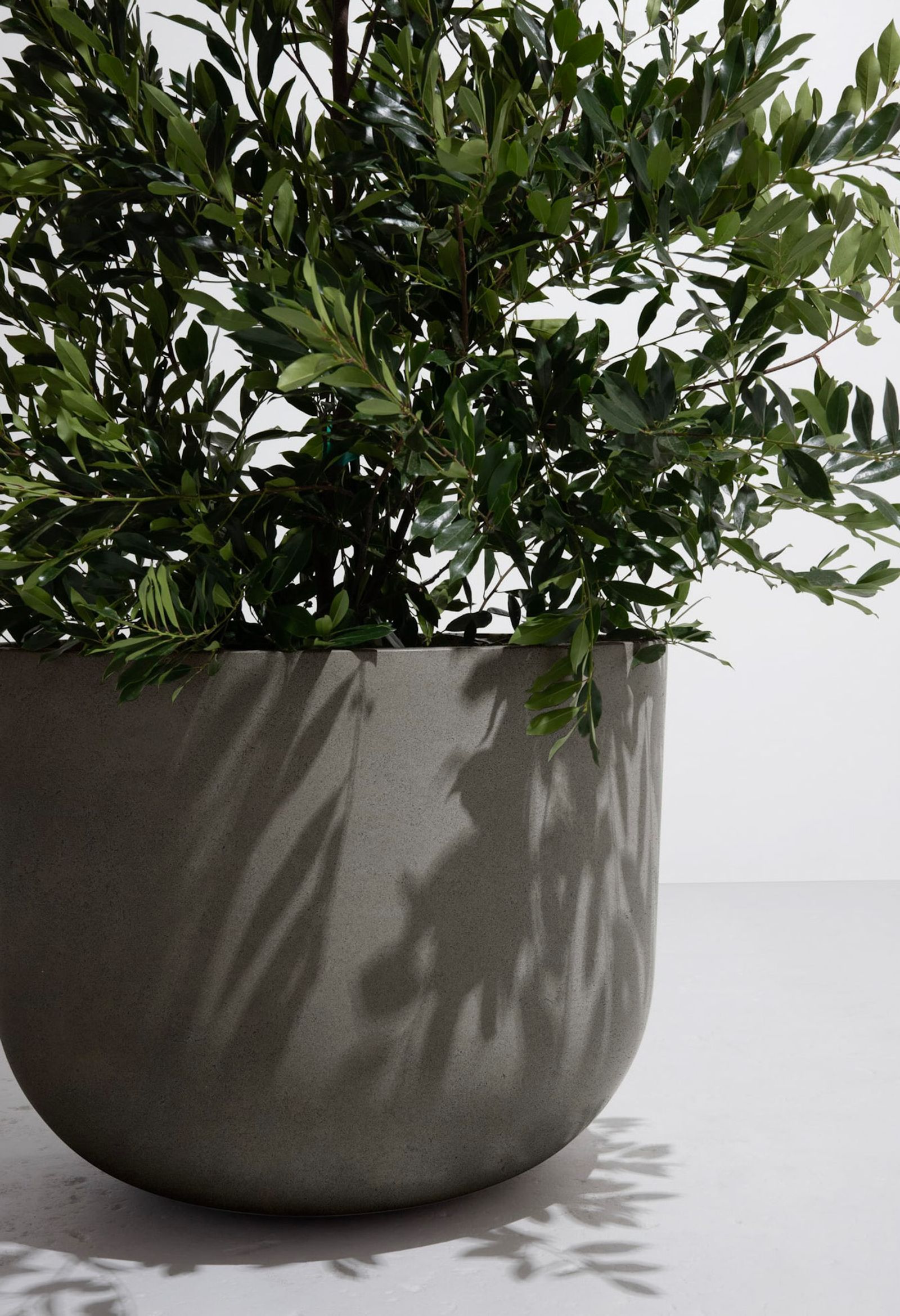 A rounded concrete planter with lush green foliage casting soft shadows on the surface and floor.