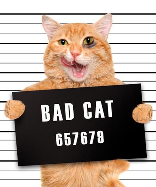 Gatito Malo