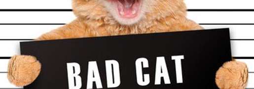 Gatito Malo