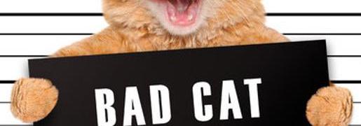 Gatito Malo