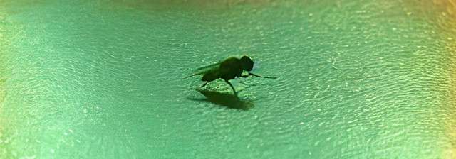 Abdee Negara