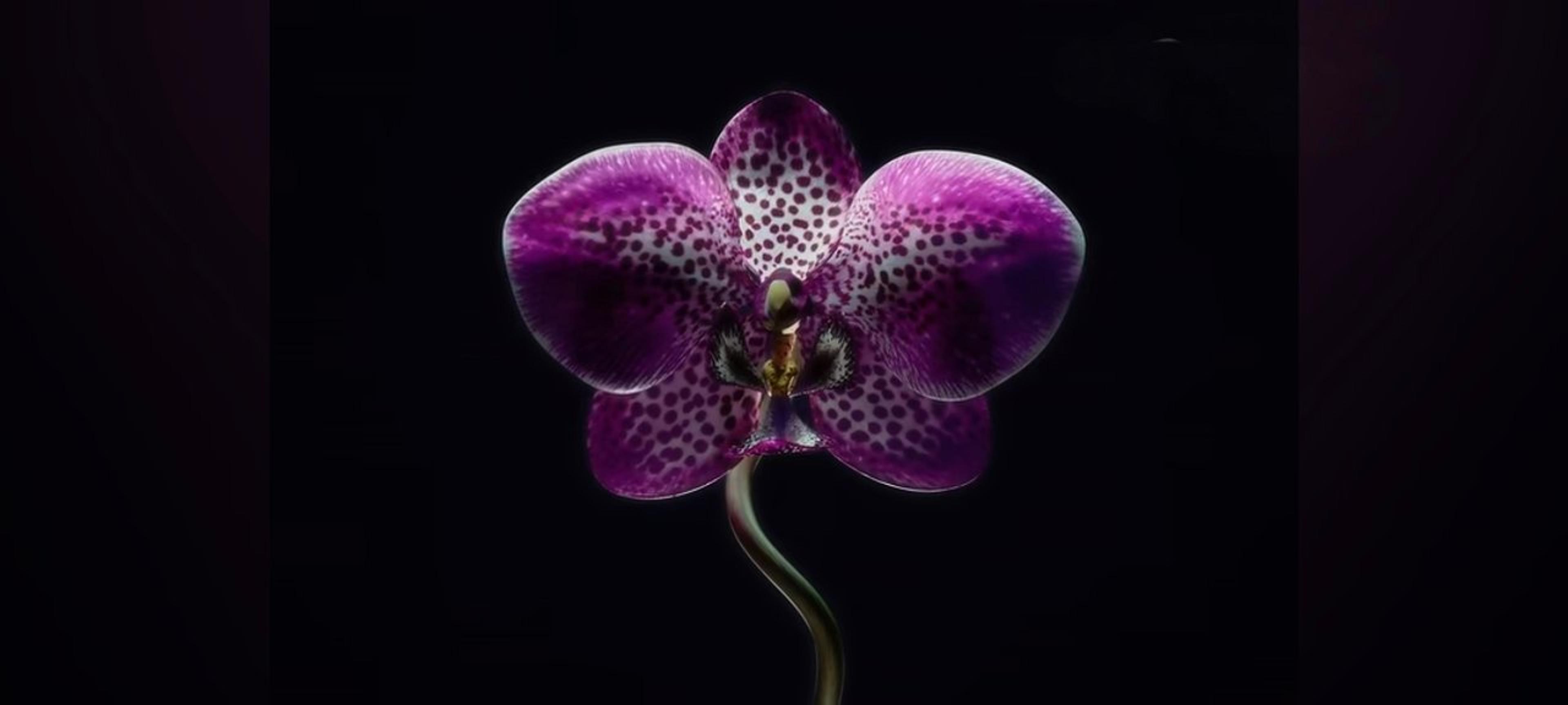 Orchids