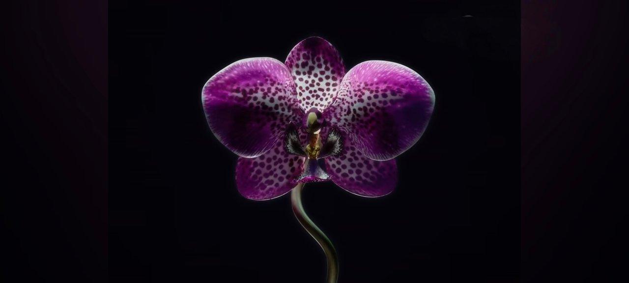 Orchids