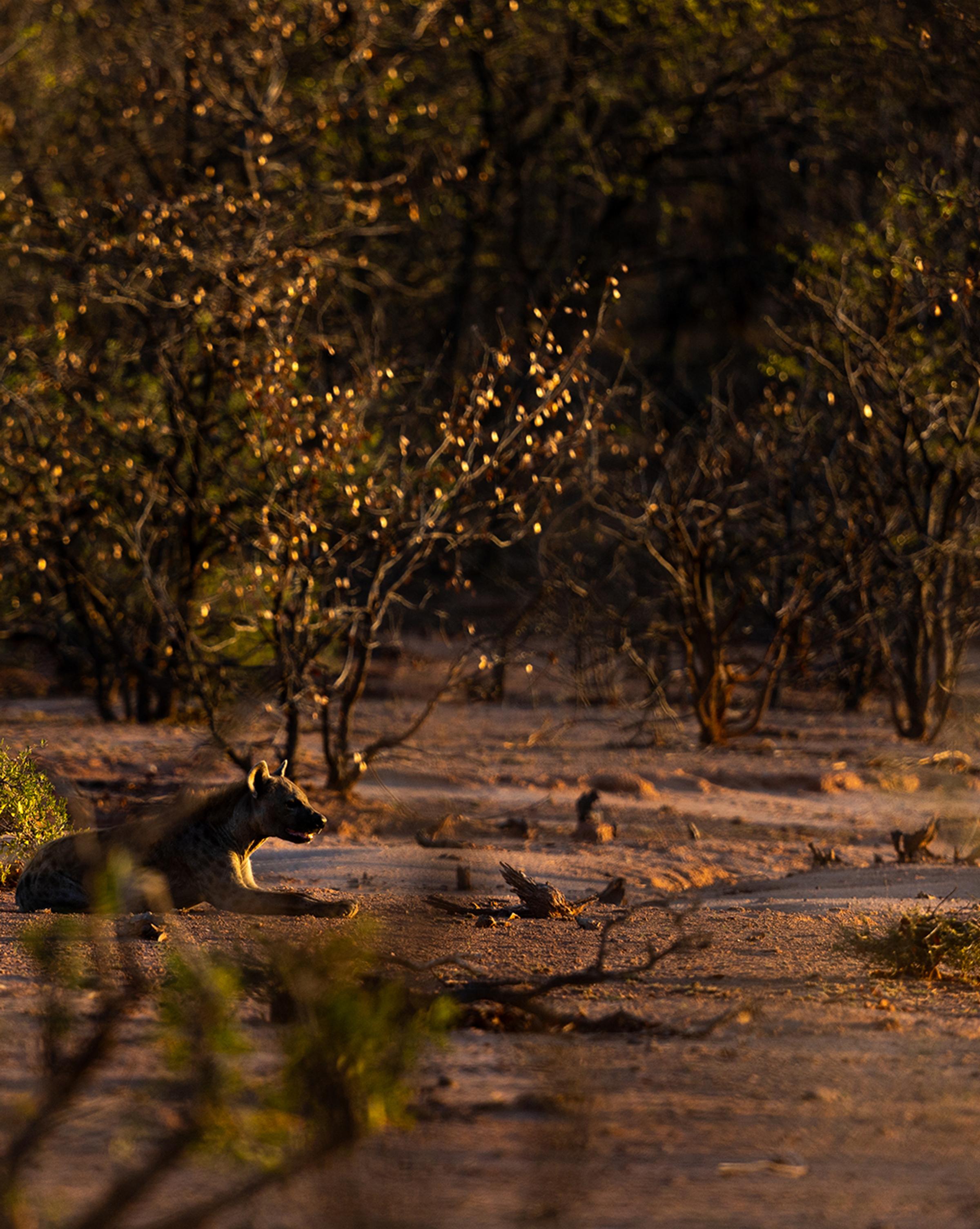 A sunlit path lined with olive trees