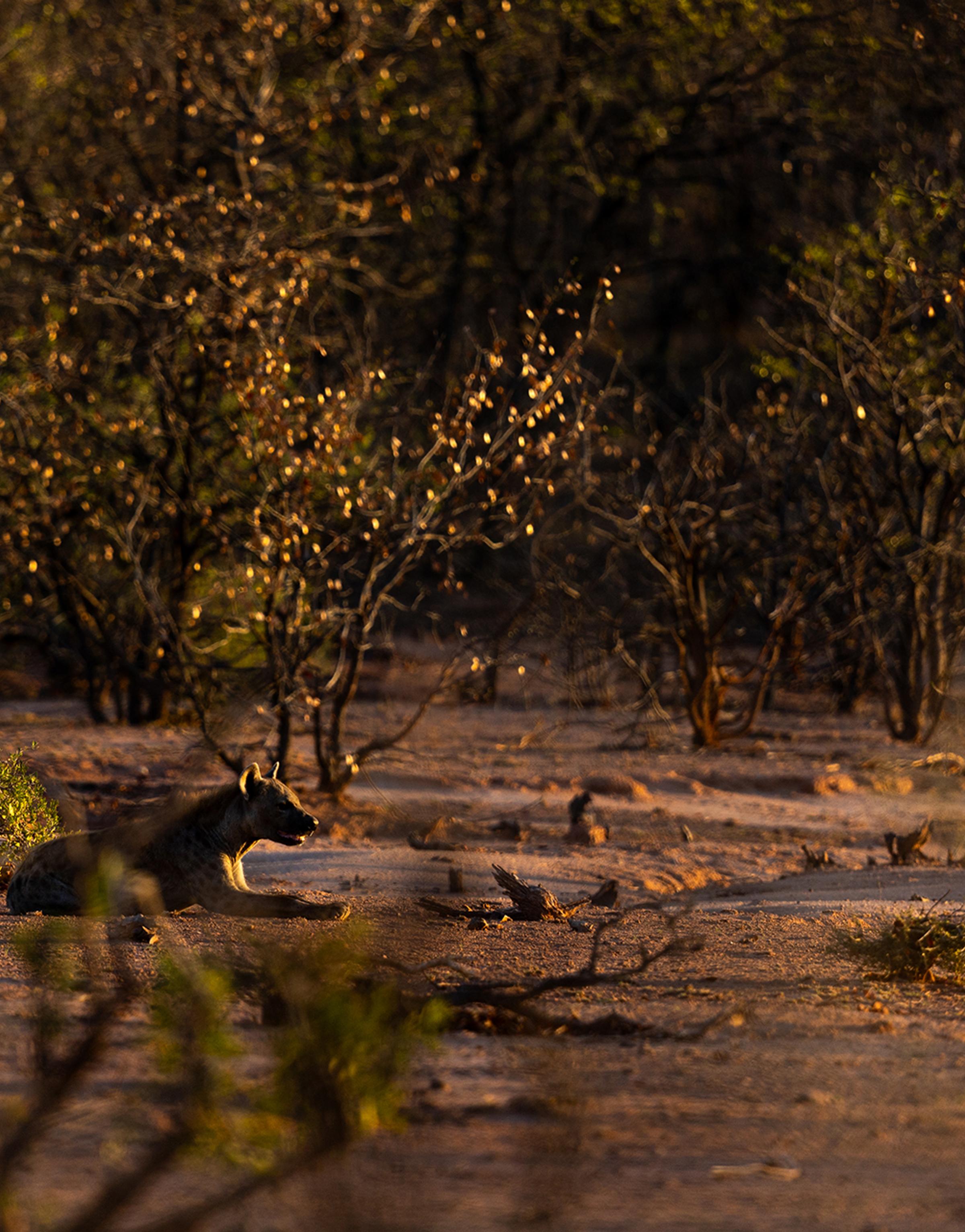 A sunlit path lined with olive trees