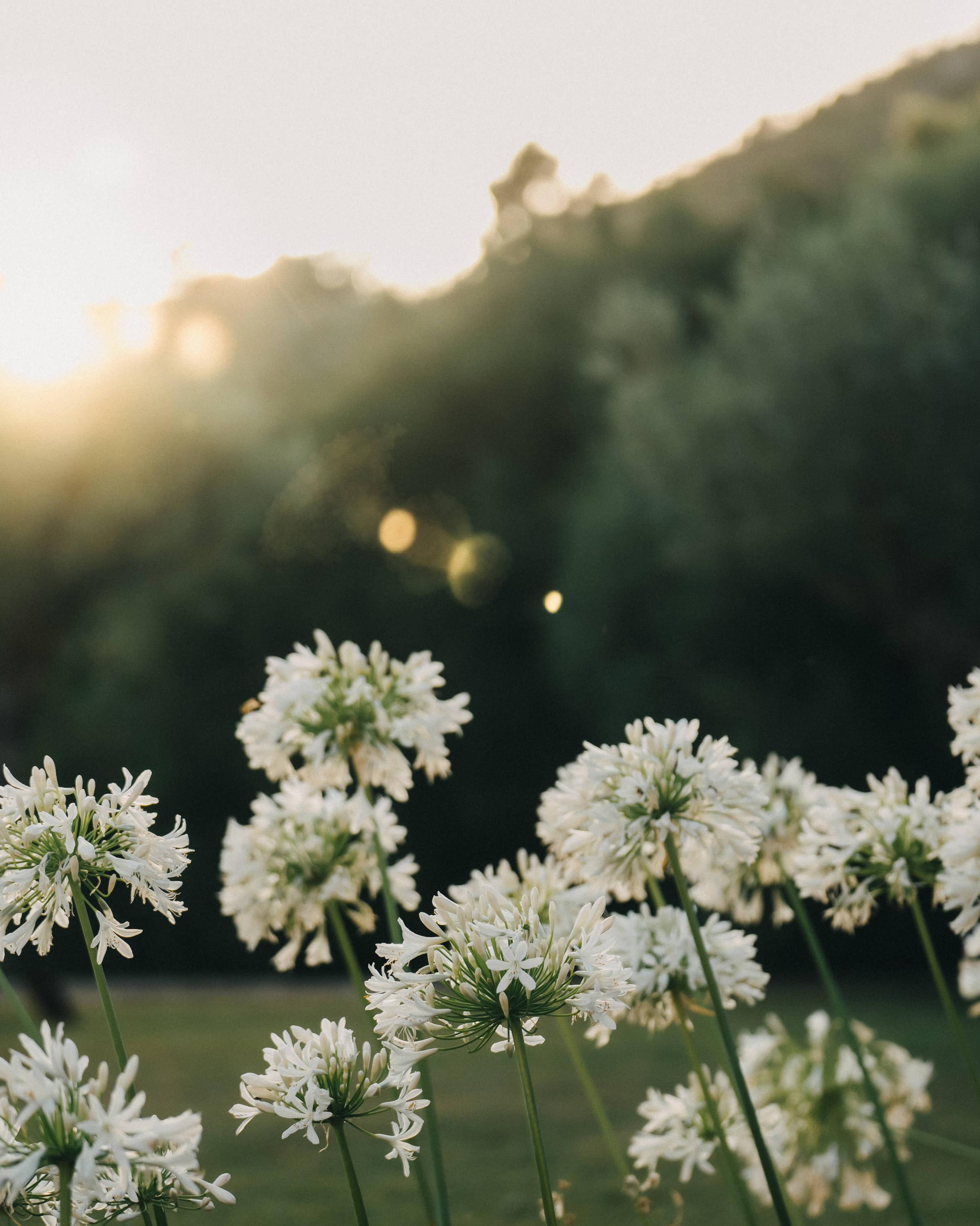 Vibrant native flowers at Es Racó d'Artà, adding natural beauty and charm to the serene surroundings
