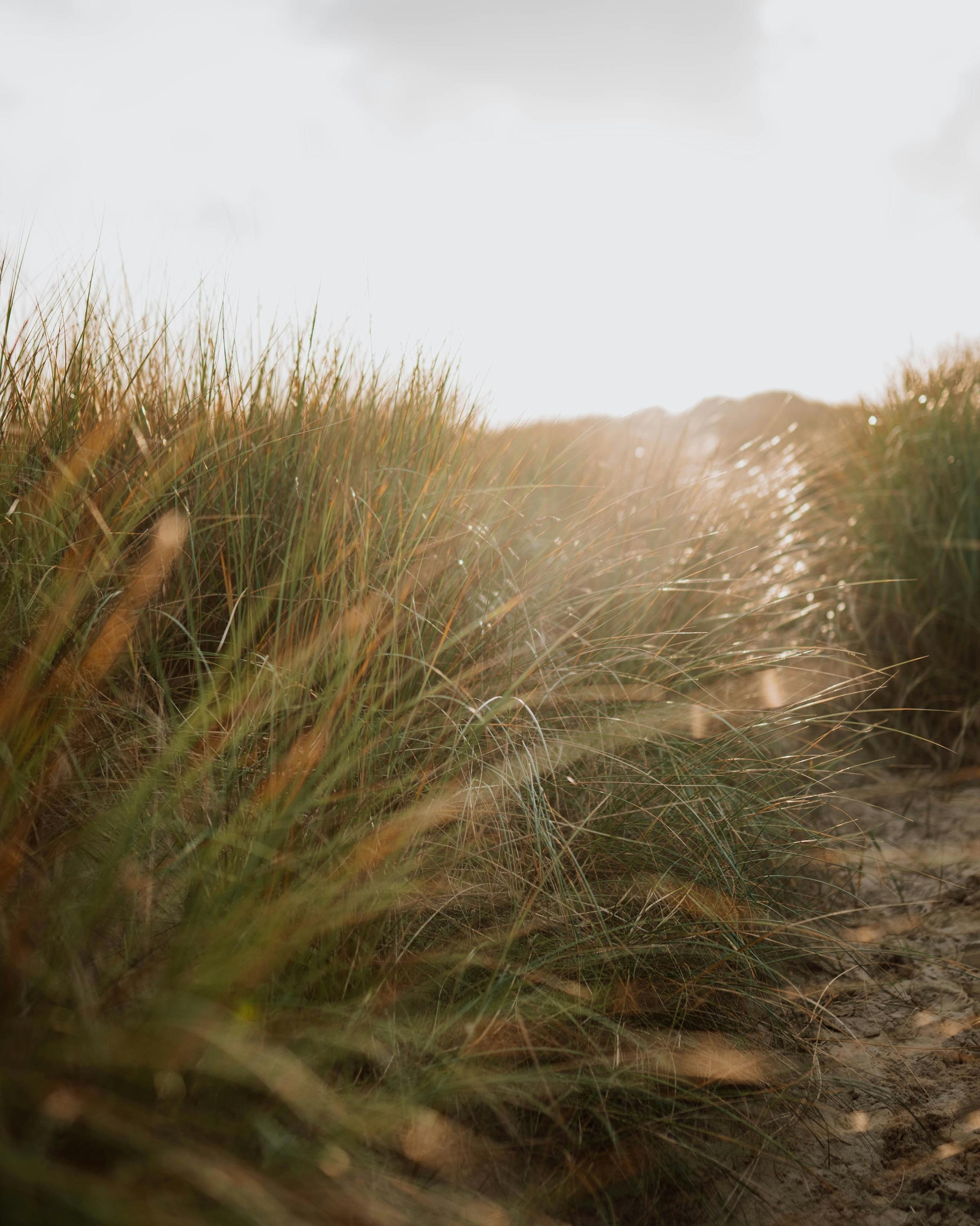 "A dark photo featuring delicate flowers, highlighting their beauty against a shadowy background.