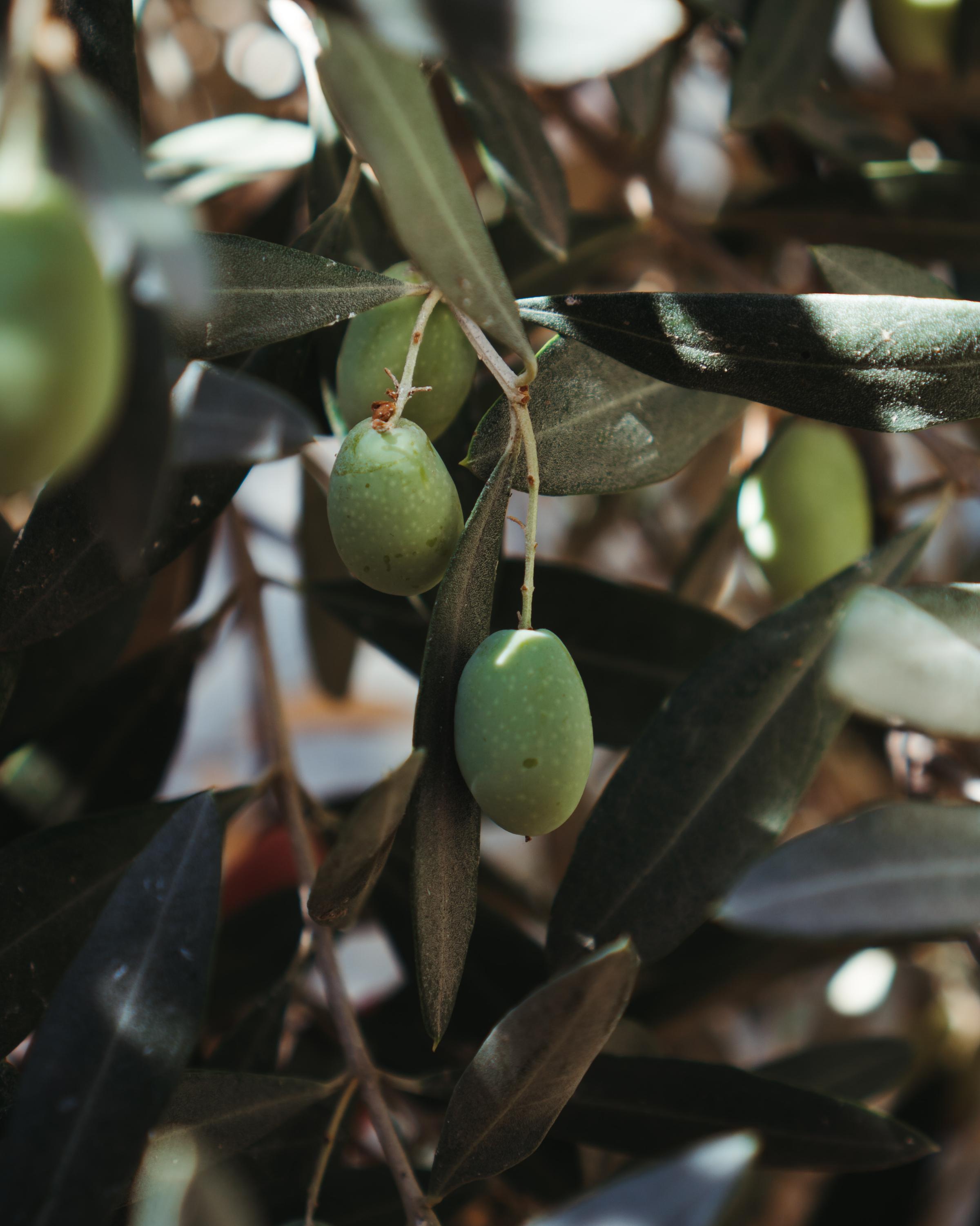 Es Racó d'Artà, where sustainable design and serene landscapes invite deep relaxation.