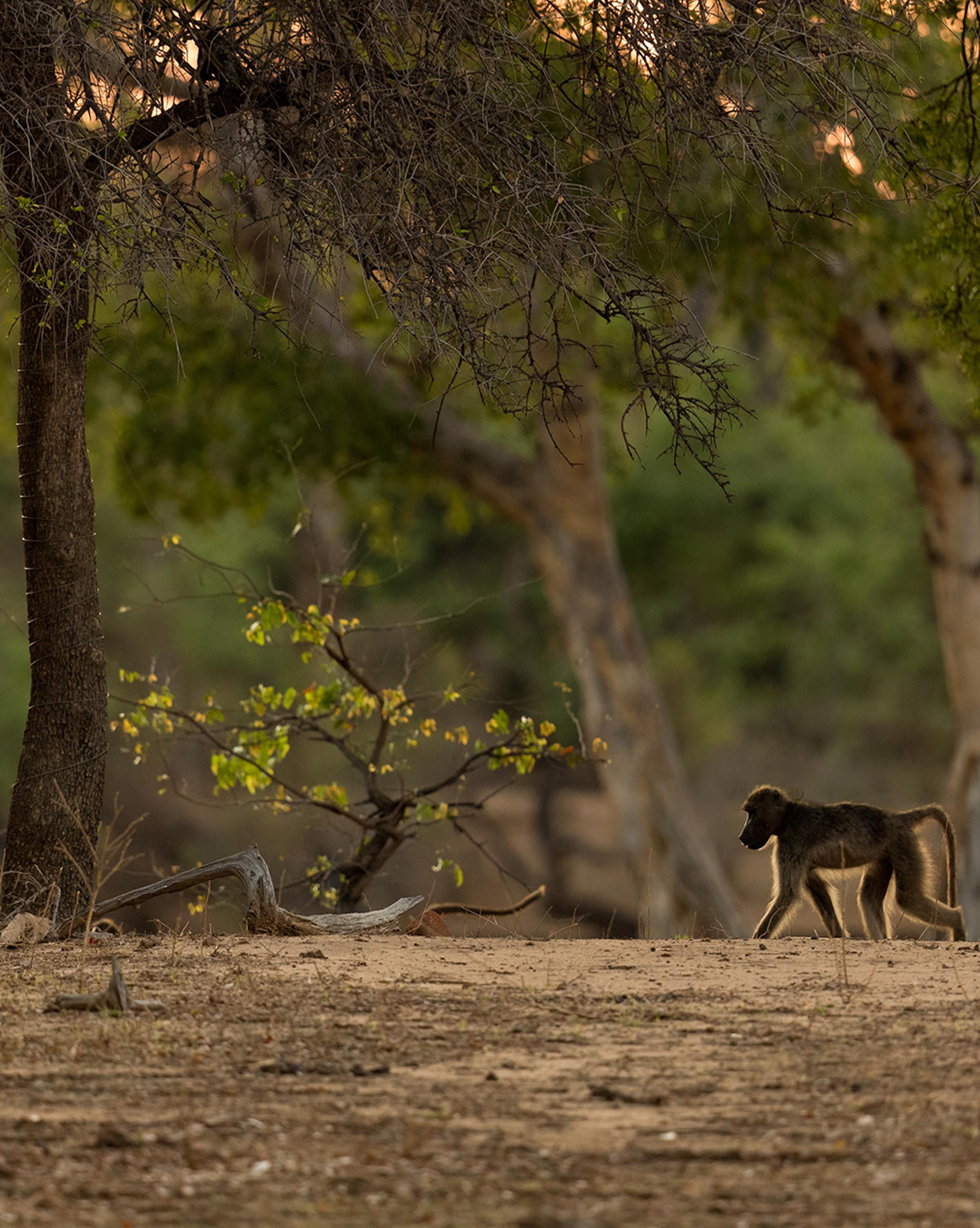 Close encounter with Botswana’s untouched nature, highlighting the serene beauty of wild landscapes, wildlife, and open horizons.