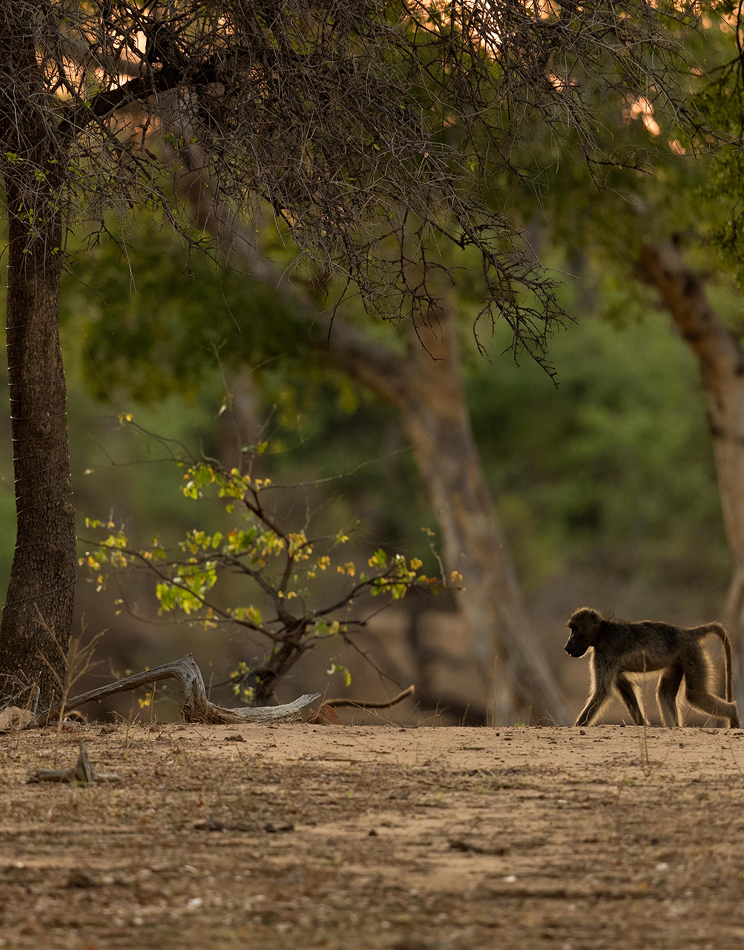 Close encounter with Botswana’s untouched nature, highlighting the serene beauty of wild landscapes, wildlife, and open horizons.