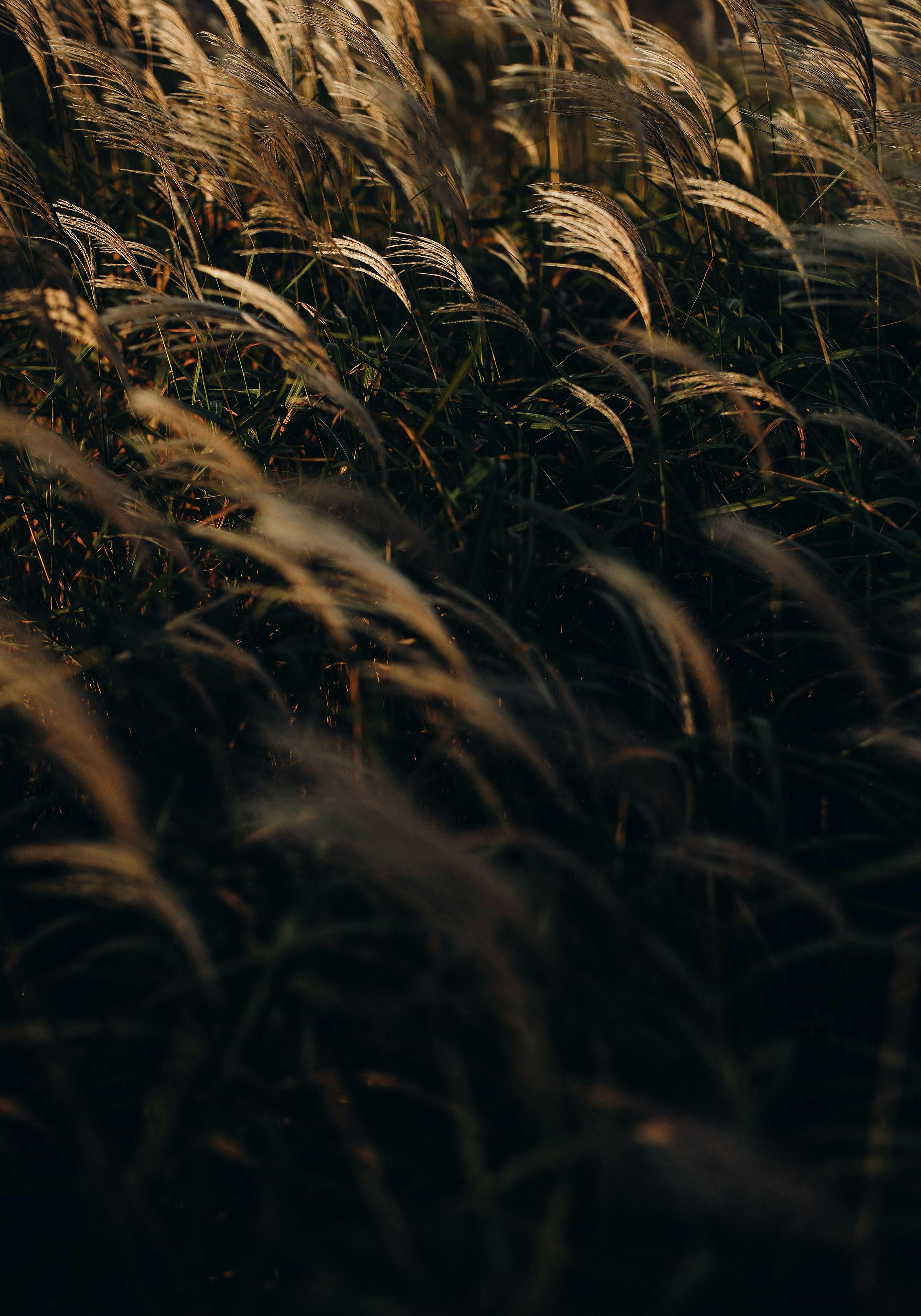 A dark photo of a wheat field swaying in the wind, creating a sense of movement and tranquility.