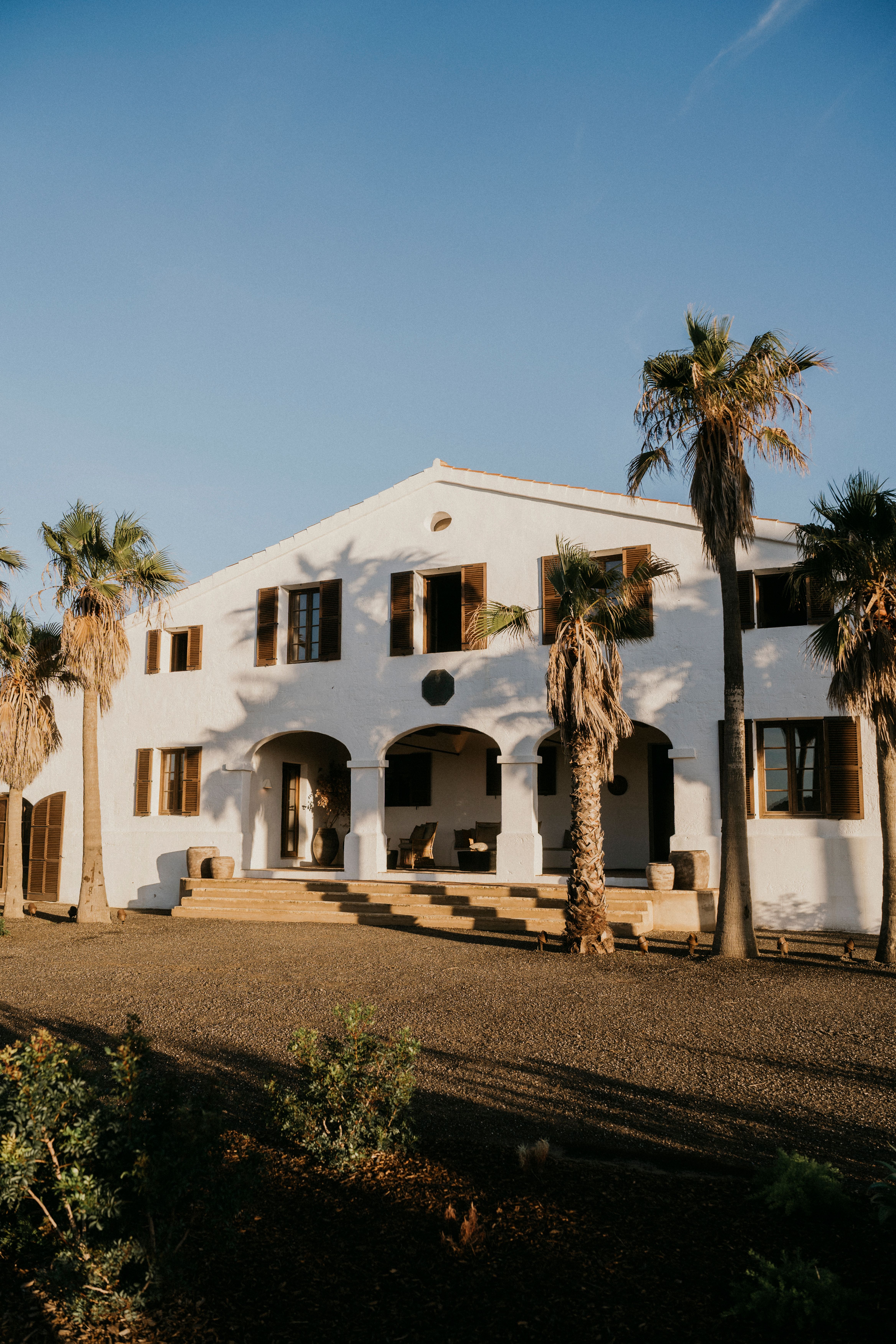 A sunlit path lined with olive trees 