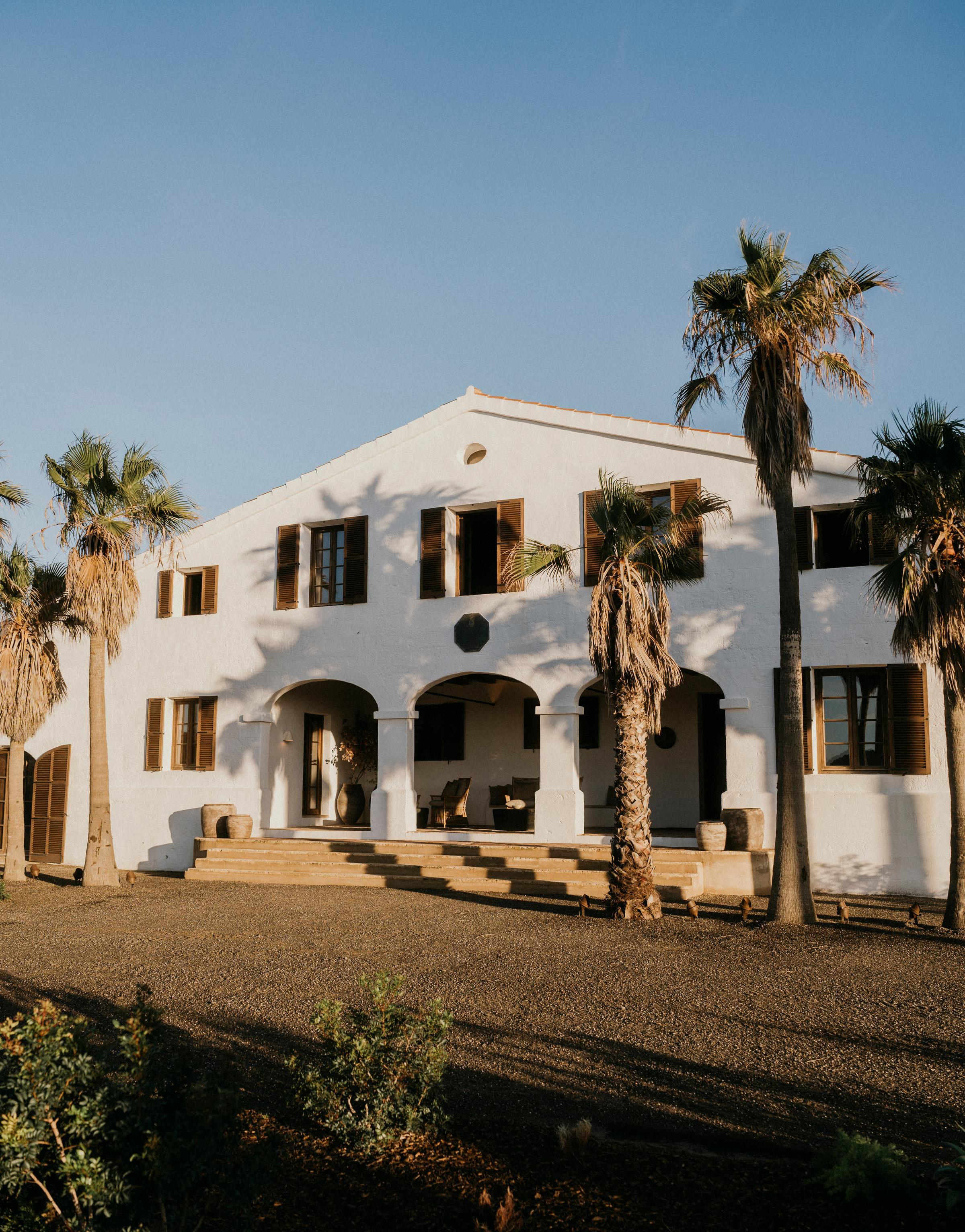 A sunlit path lined with olive trees