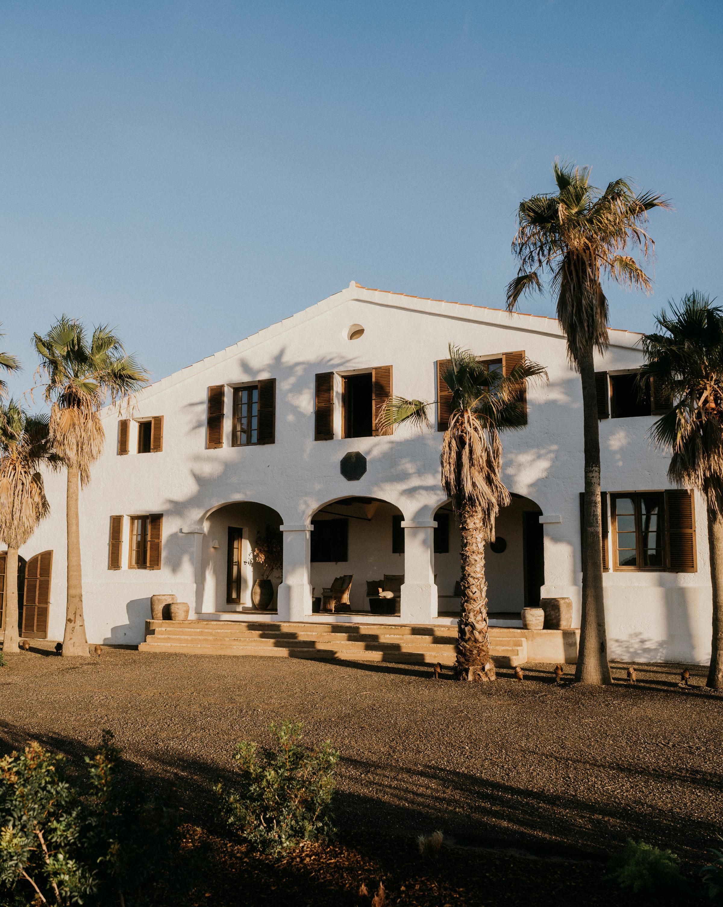 A sunlit path lined with olive trees
