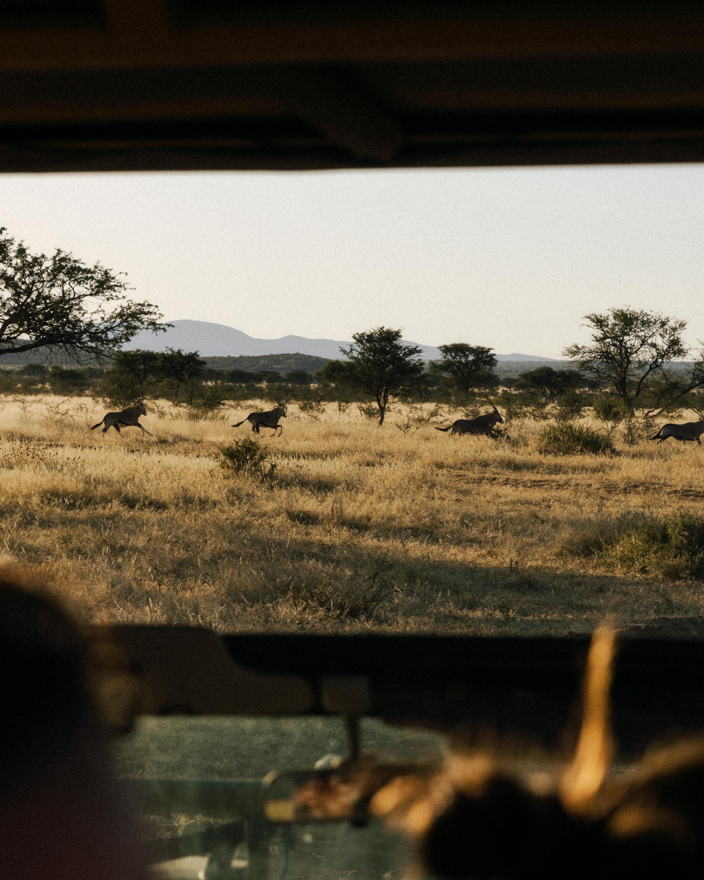 Wildlife in Botswana during the Kaer Find Your Roar retreat, symbolising strength, presence and reconnecting with nature.