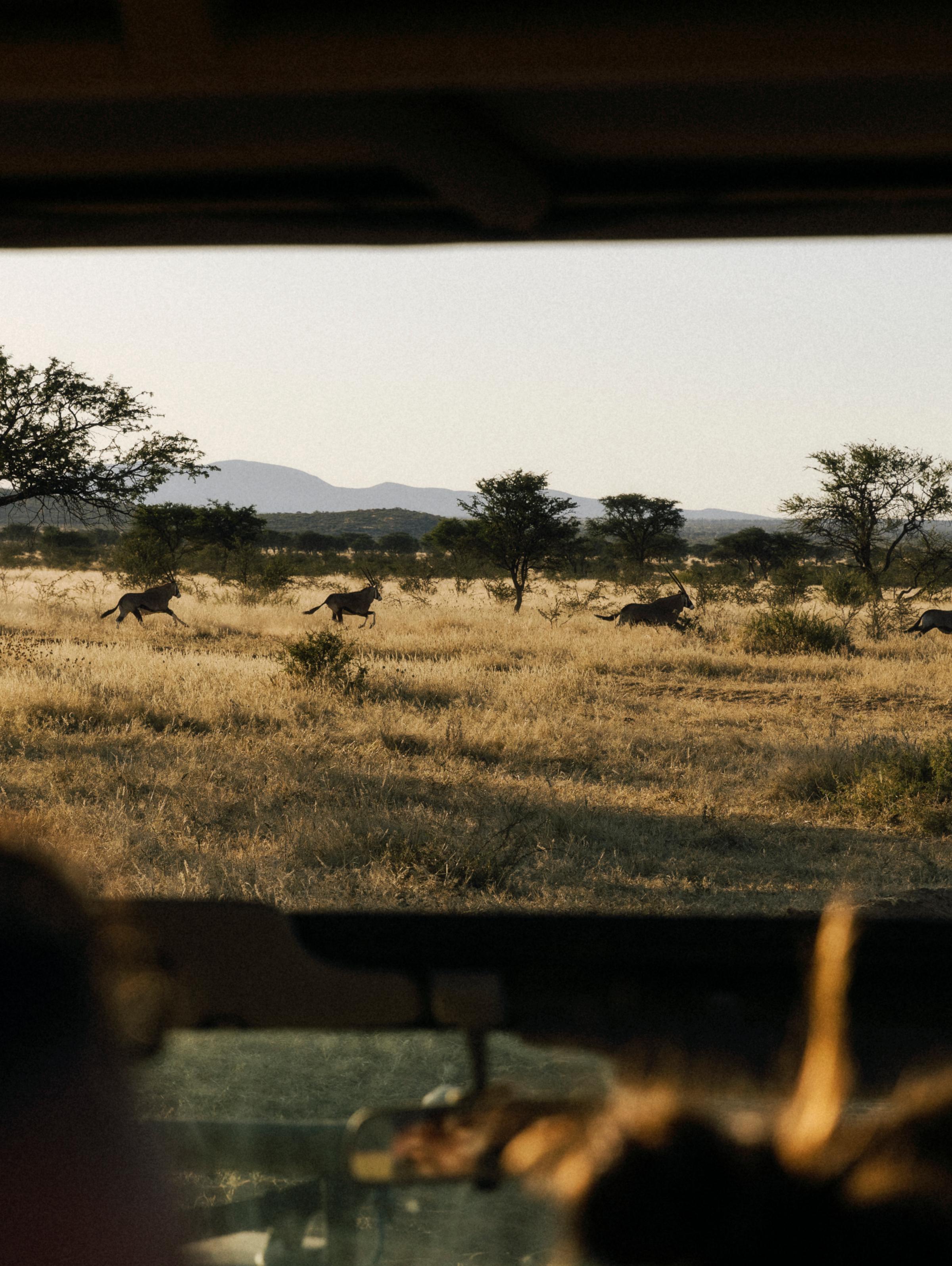 Wildlife in Botswana during the Kaer Find Your Roar retreat, symbolising strength, presence and reconnecting with nature.