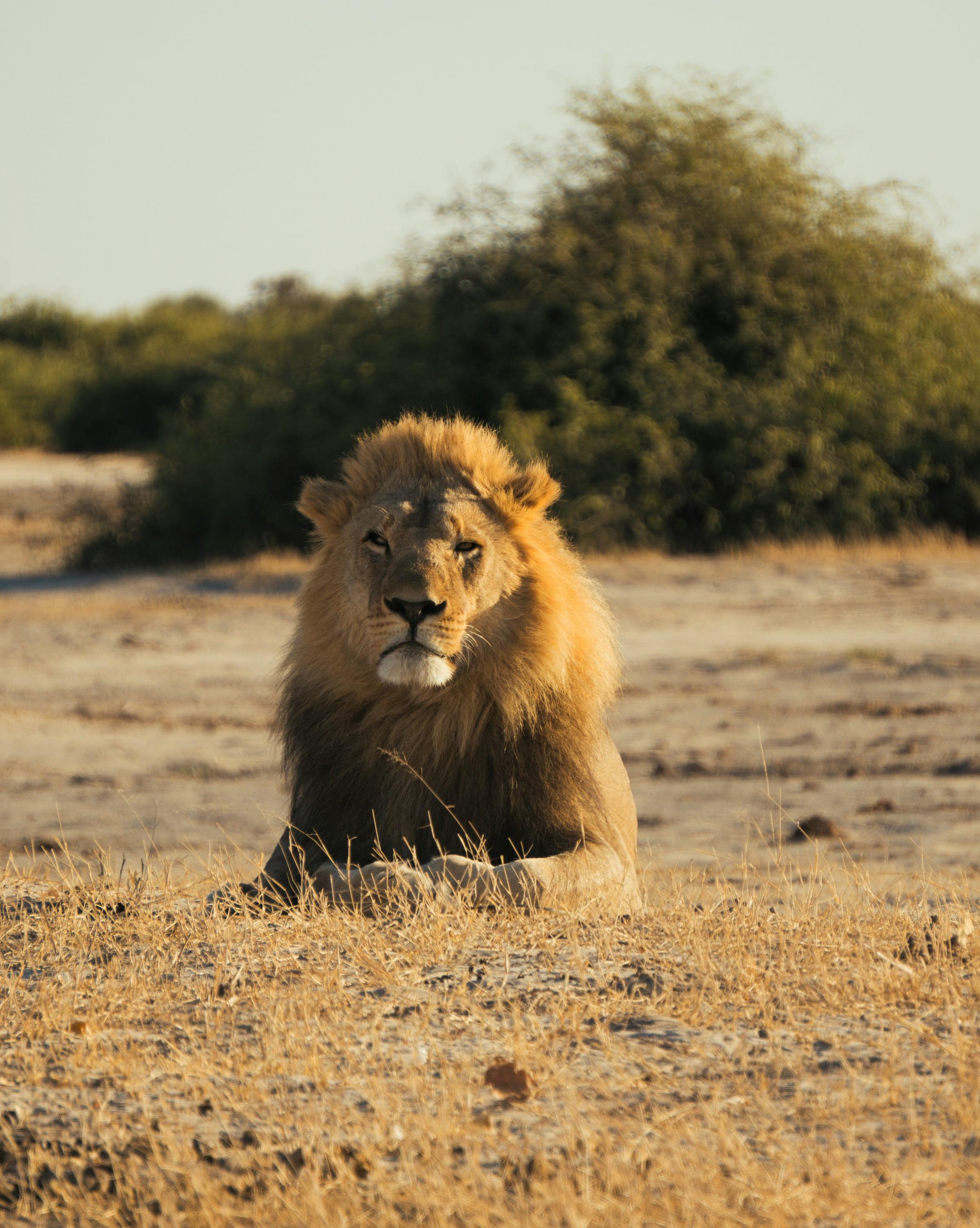 A lion resting majestically in the savanna, showcasing its powerful physique and mane against the backdrop of golden grass.