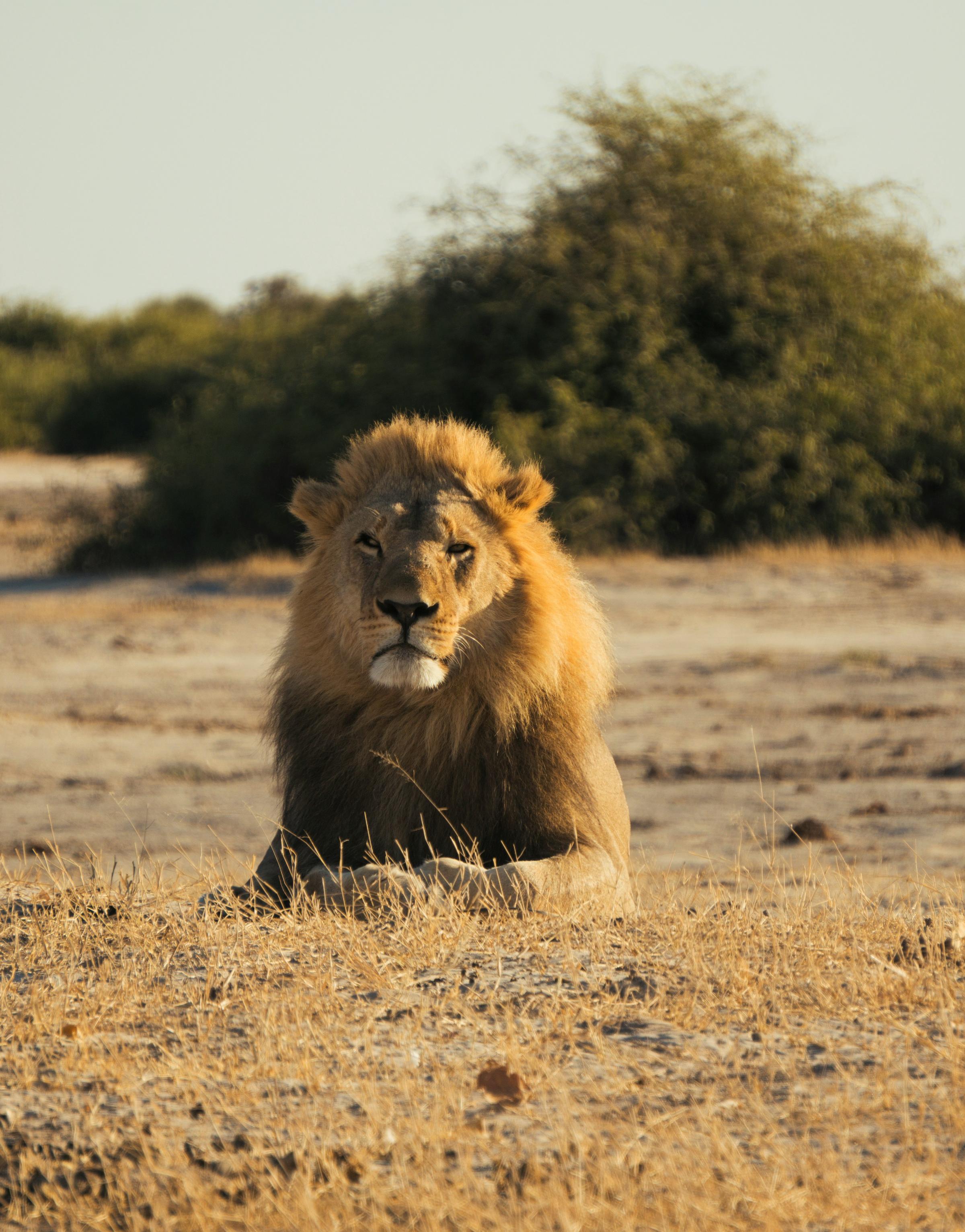 A lion resting majestically in the savanna, showcasing its powerful physique and mane against the backdrop of golden grass.