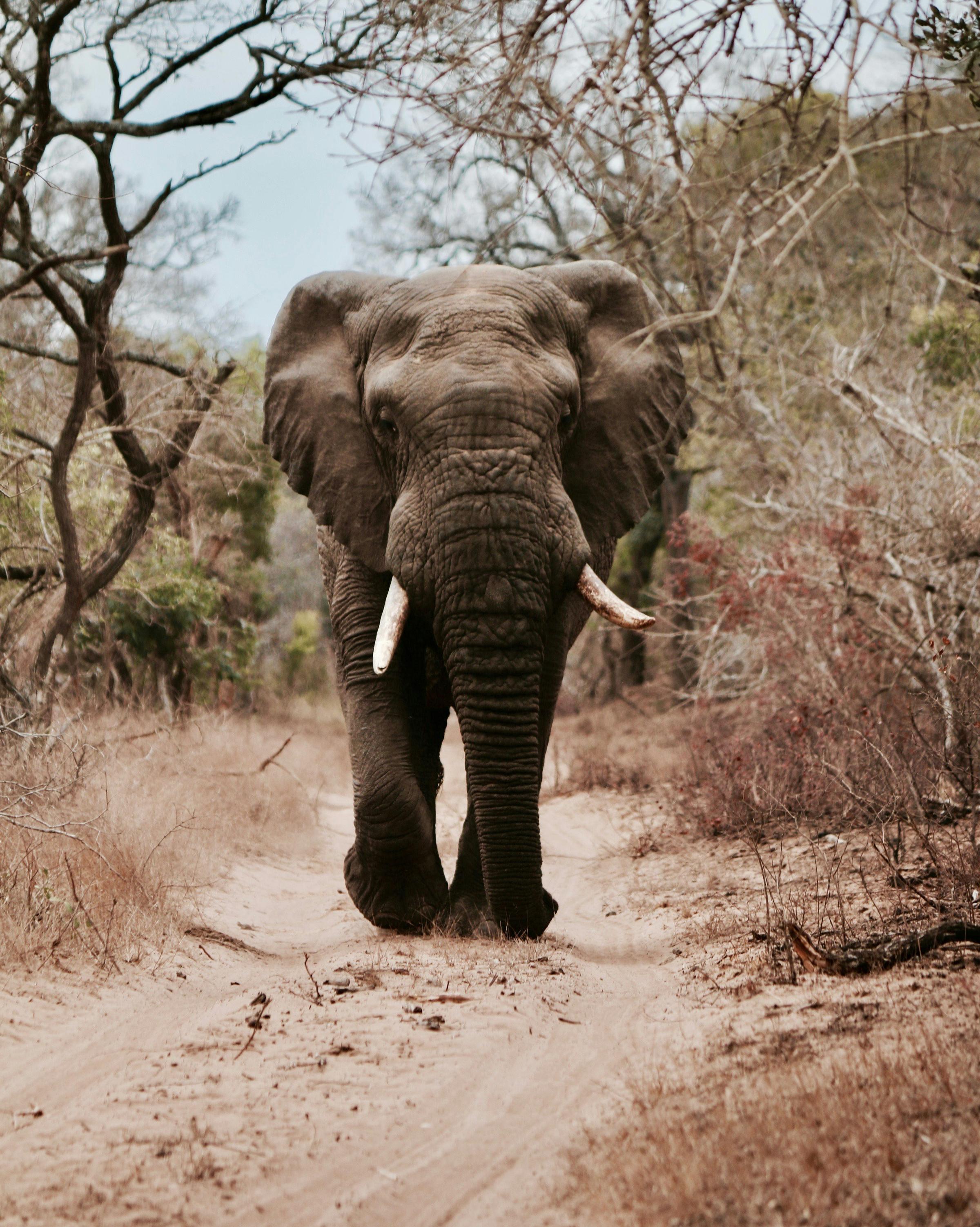A majestic elephant standing in the wild, showcasing its large ears and tusks against the backdrop of the savanna.