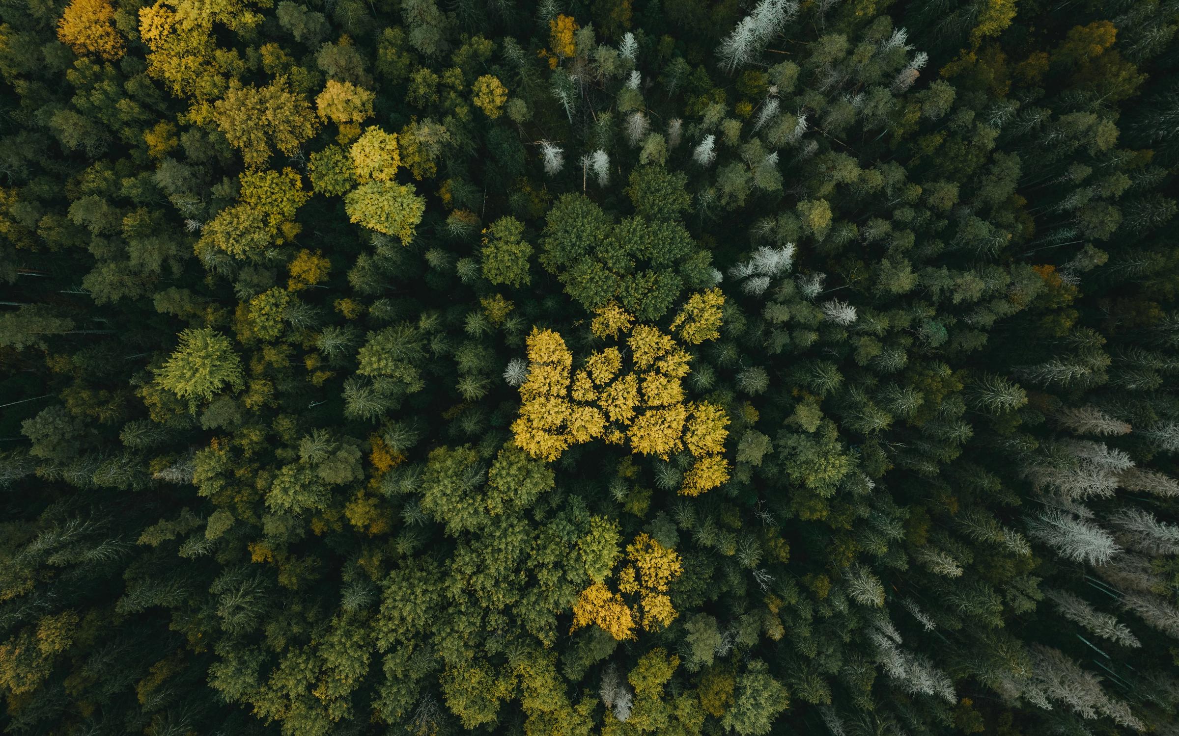 Team forest bathing walk through mossy woodland trail
