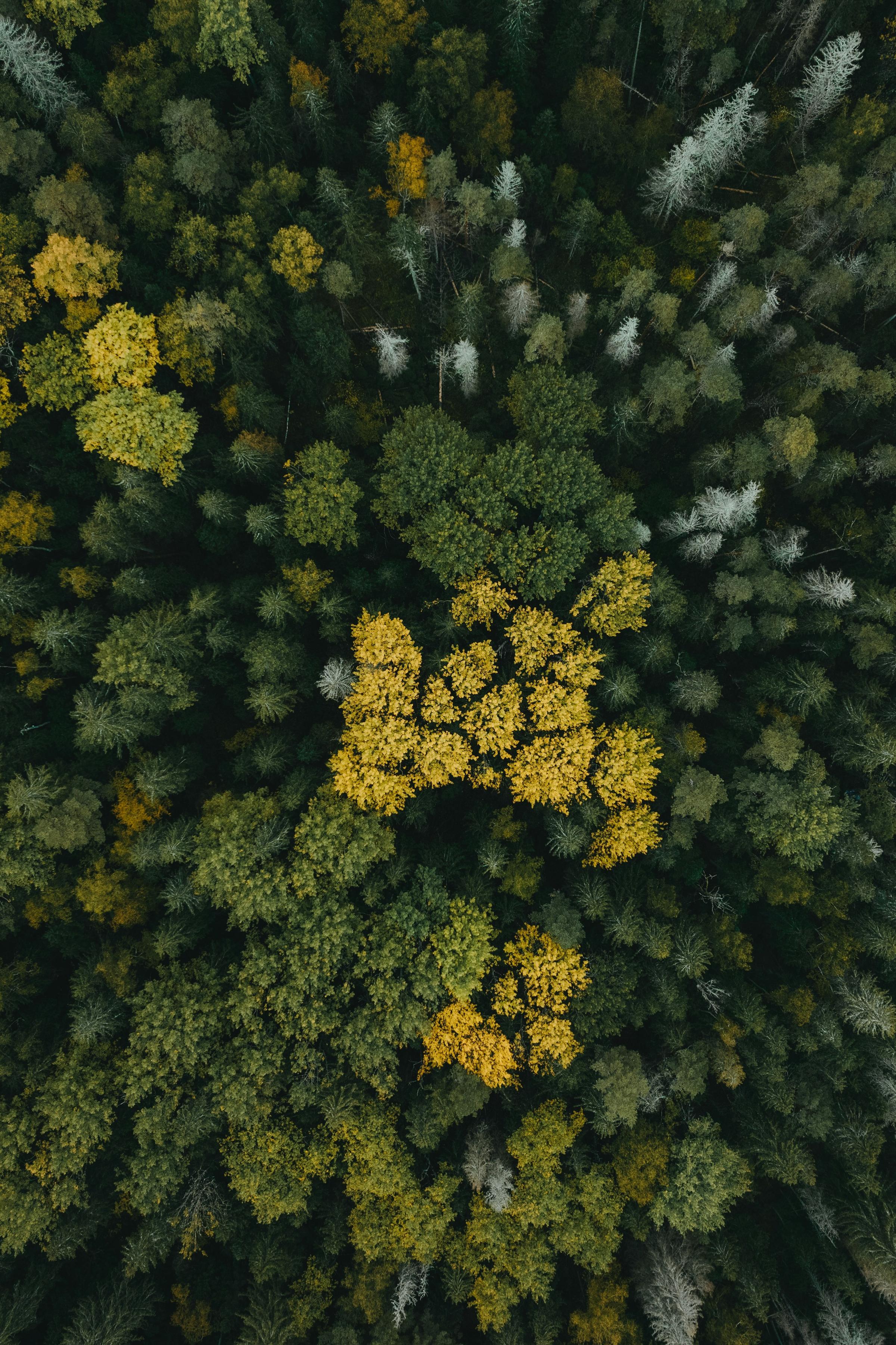 The Forest Connection