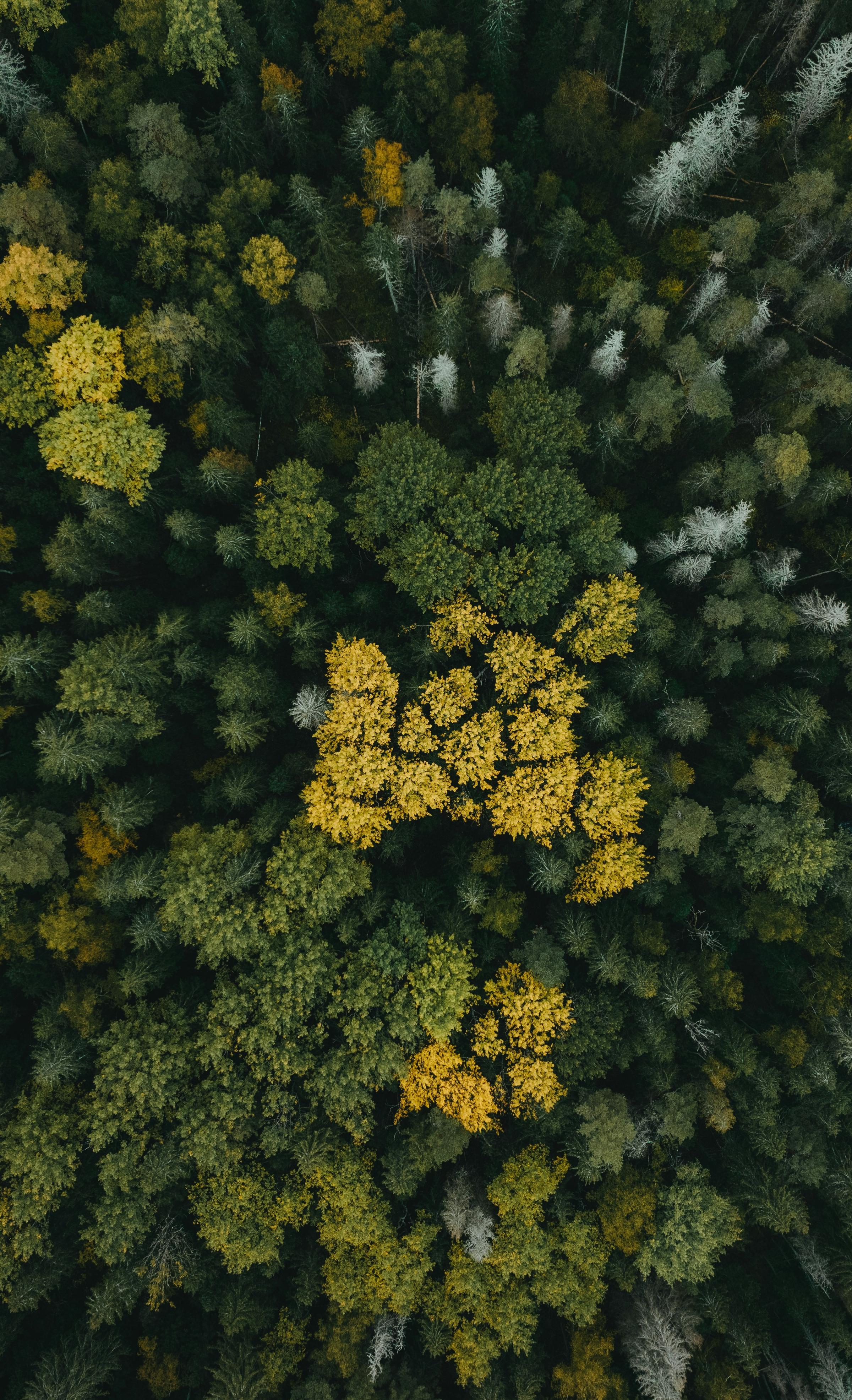 Team forest bathing walk through mossy woodland trail