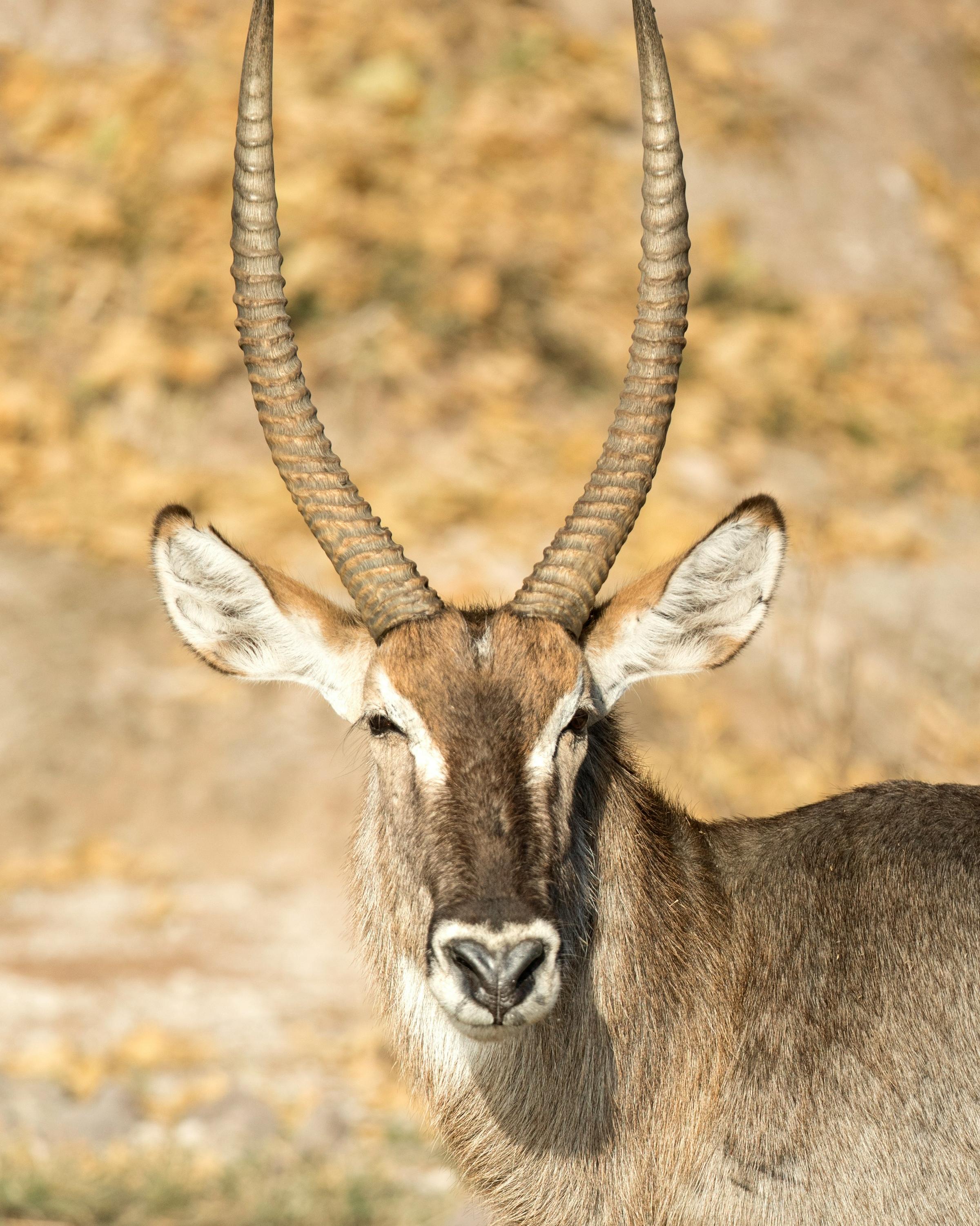 A graceful antelope standing in the wild, showcasing its slender physique and distinctive horns against a backdrop of savanna grass.
