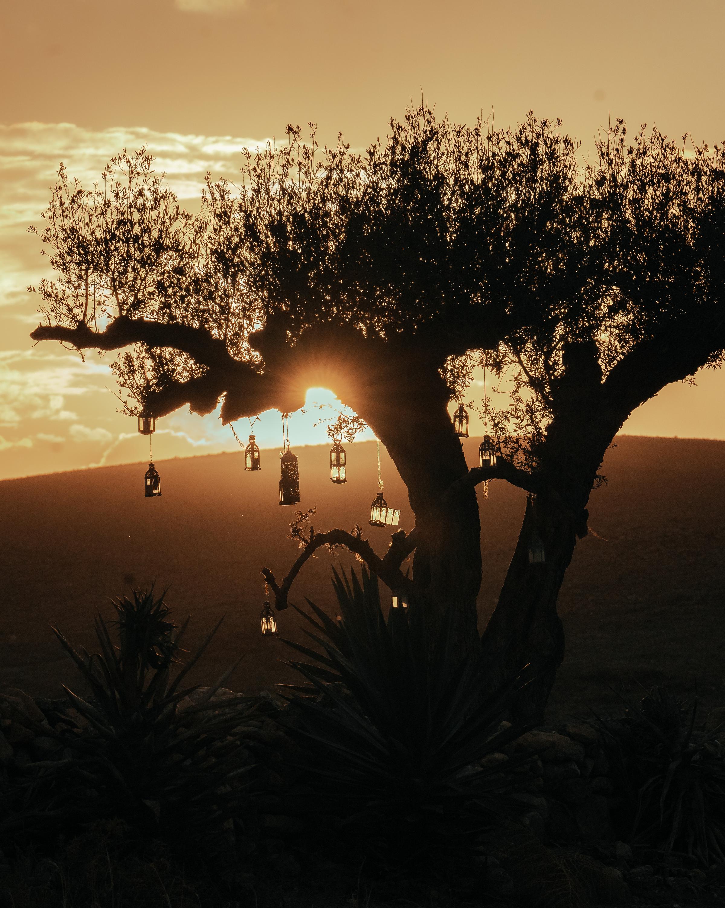 Majestic tree silhouetted against a golden sunset, symbolizing tranquility and nature’s beauty.