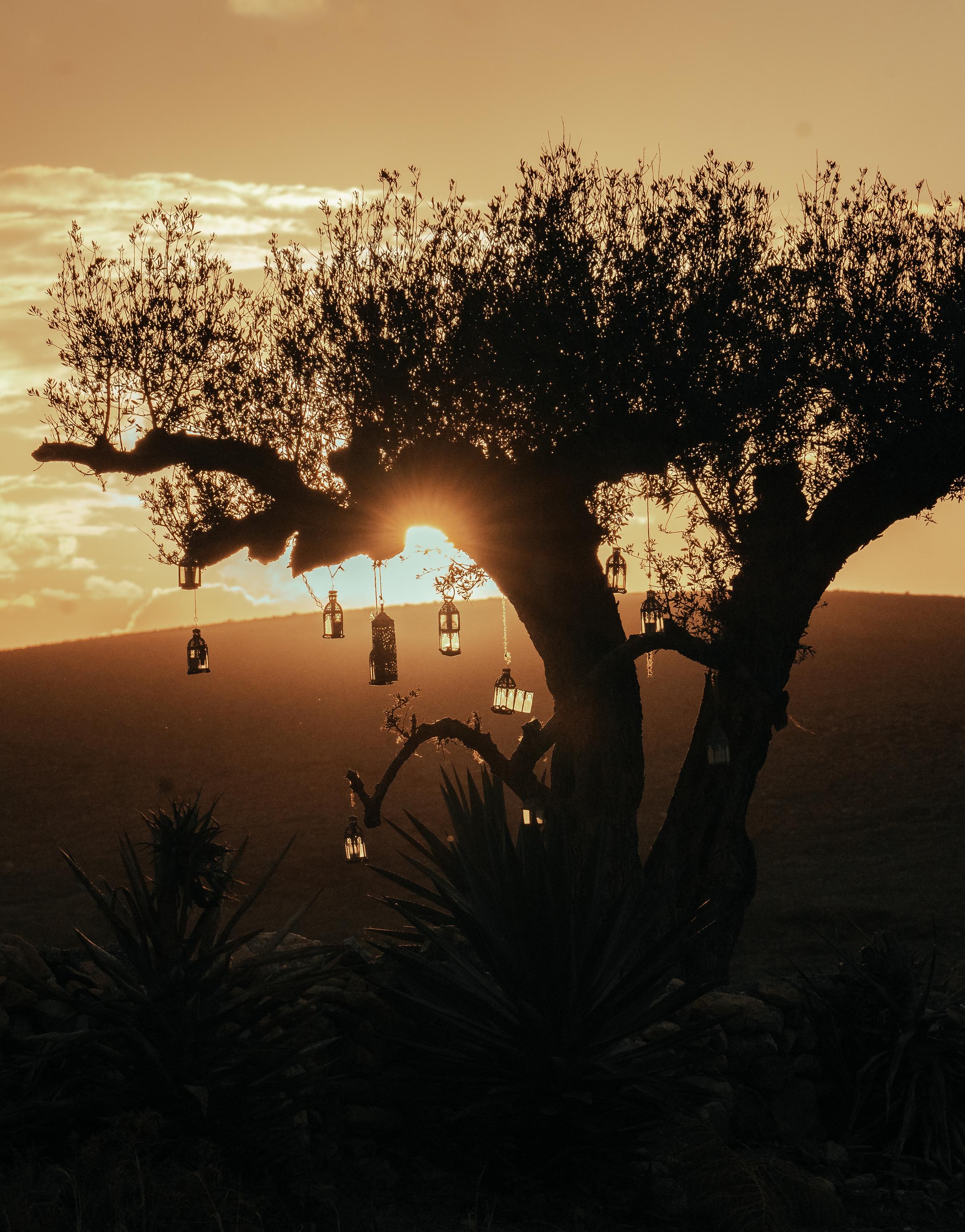 Majestic tree silhouetted against a golden sunset, symbolizing tranquility and nature’s beauty.