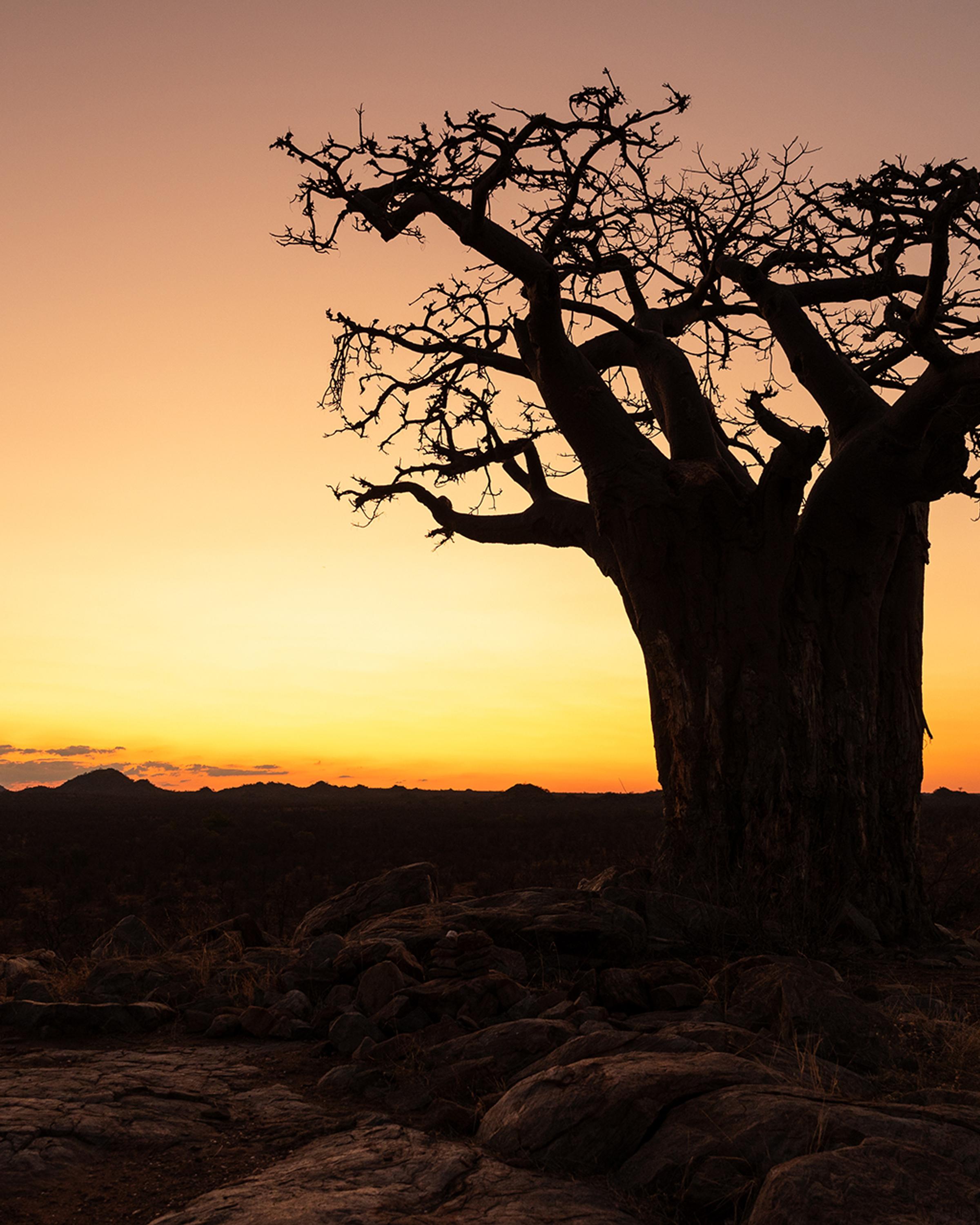 Close encounter with Botswana’s untouched nature, highlighting the serene beauty of wild landscapes, wildlife, and open horizons.