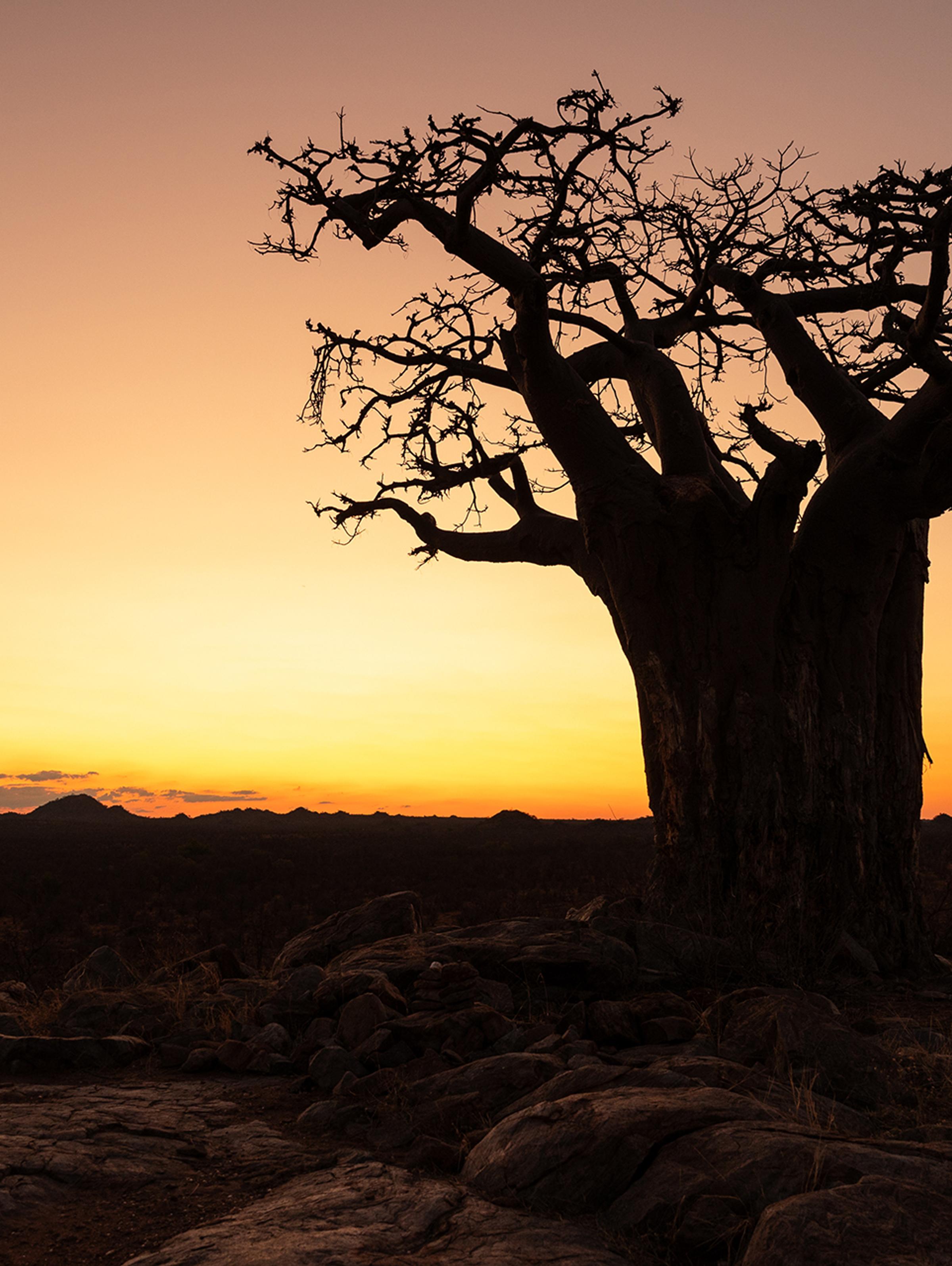 Close encounter with Botswana’s untouched nature, highlighting the serene beauty of wild landscapes, wildlife, and open horizons.