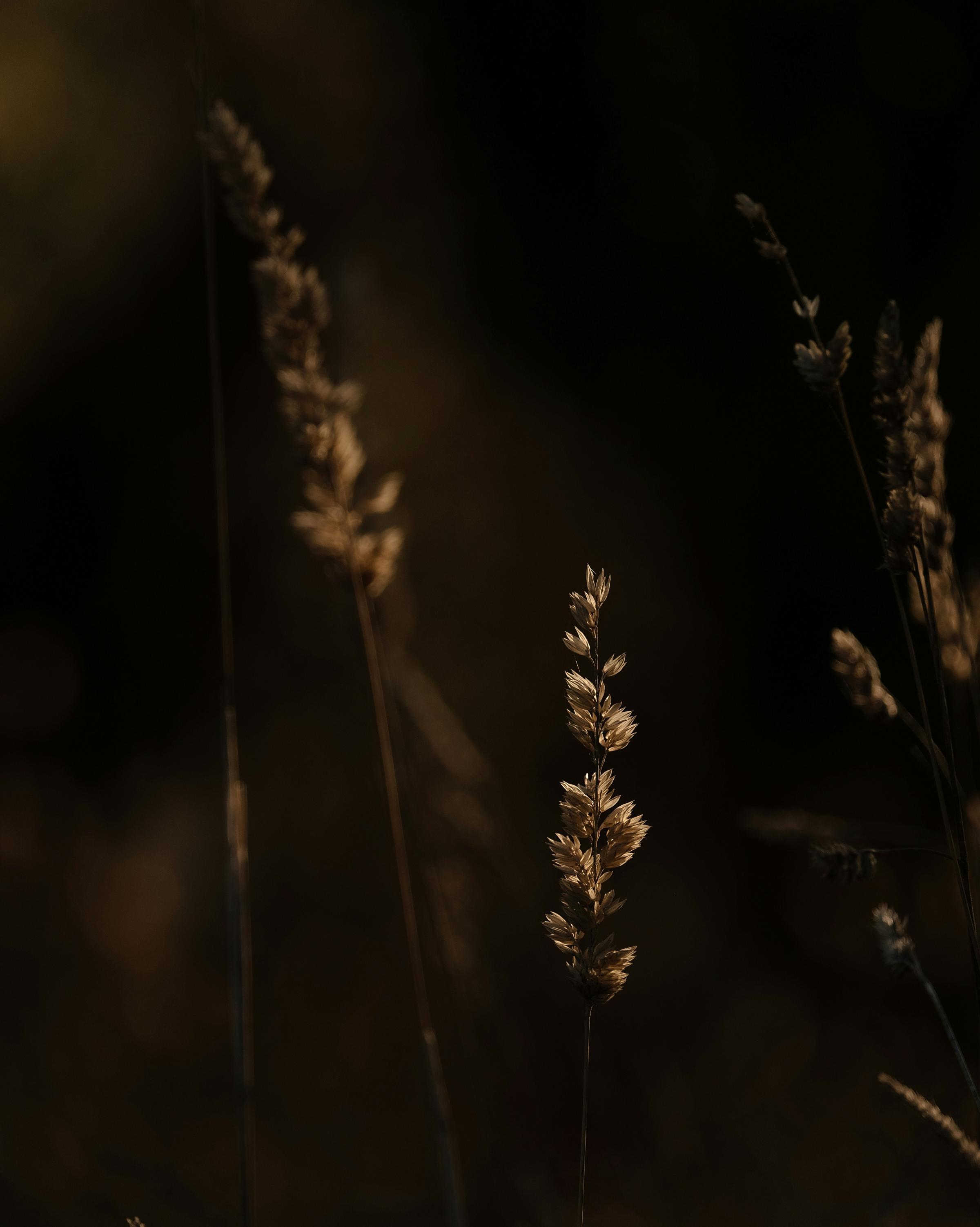 "A dark photo featuring delicate flowers, highlighting their beauty against a shadowy background.