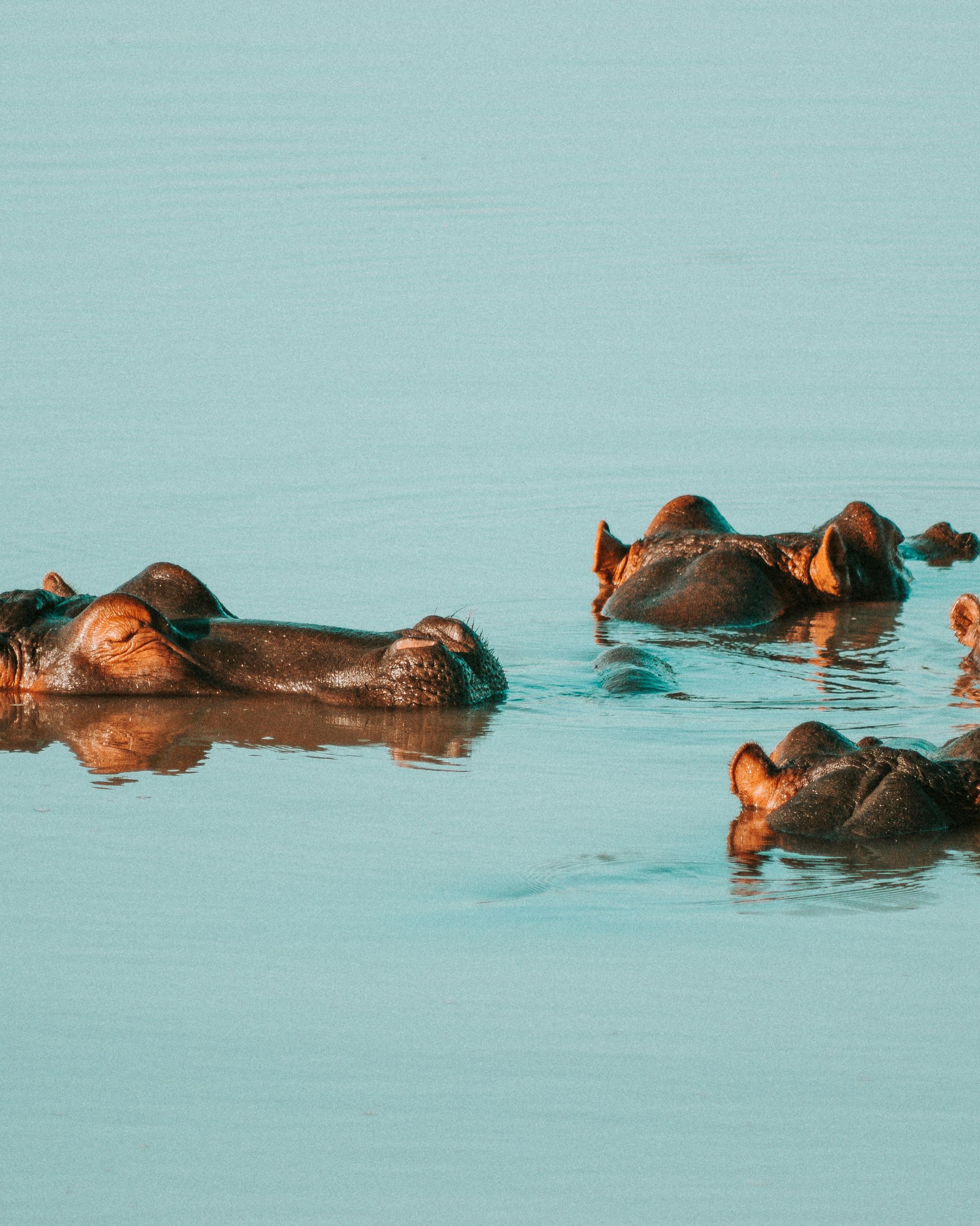 A hippopotamus gracefully gliding through the water, highlighting the unique adaptations of this magnificent creature in its natural habitat.