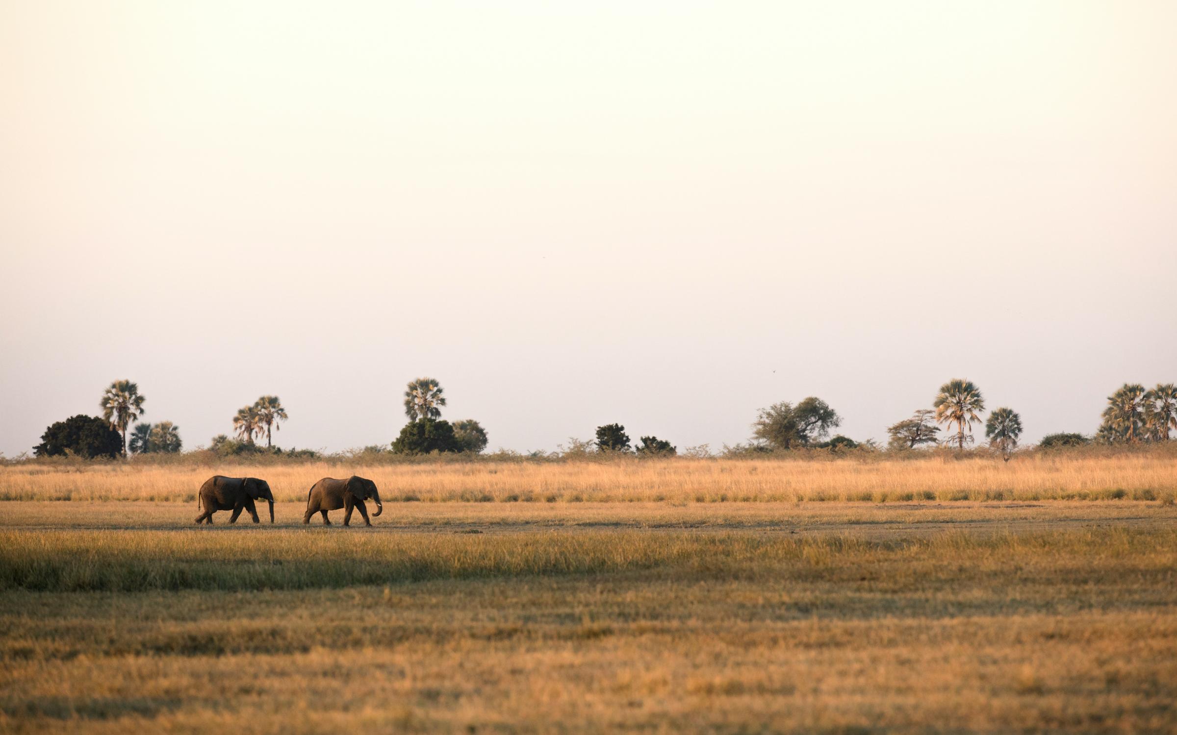 Two elephants walking gracefully through the tall grass of the savanna, showcasing their size and strength against a natural backdrop.
